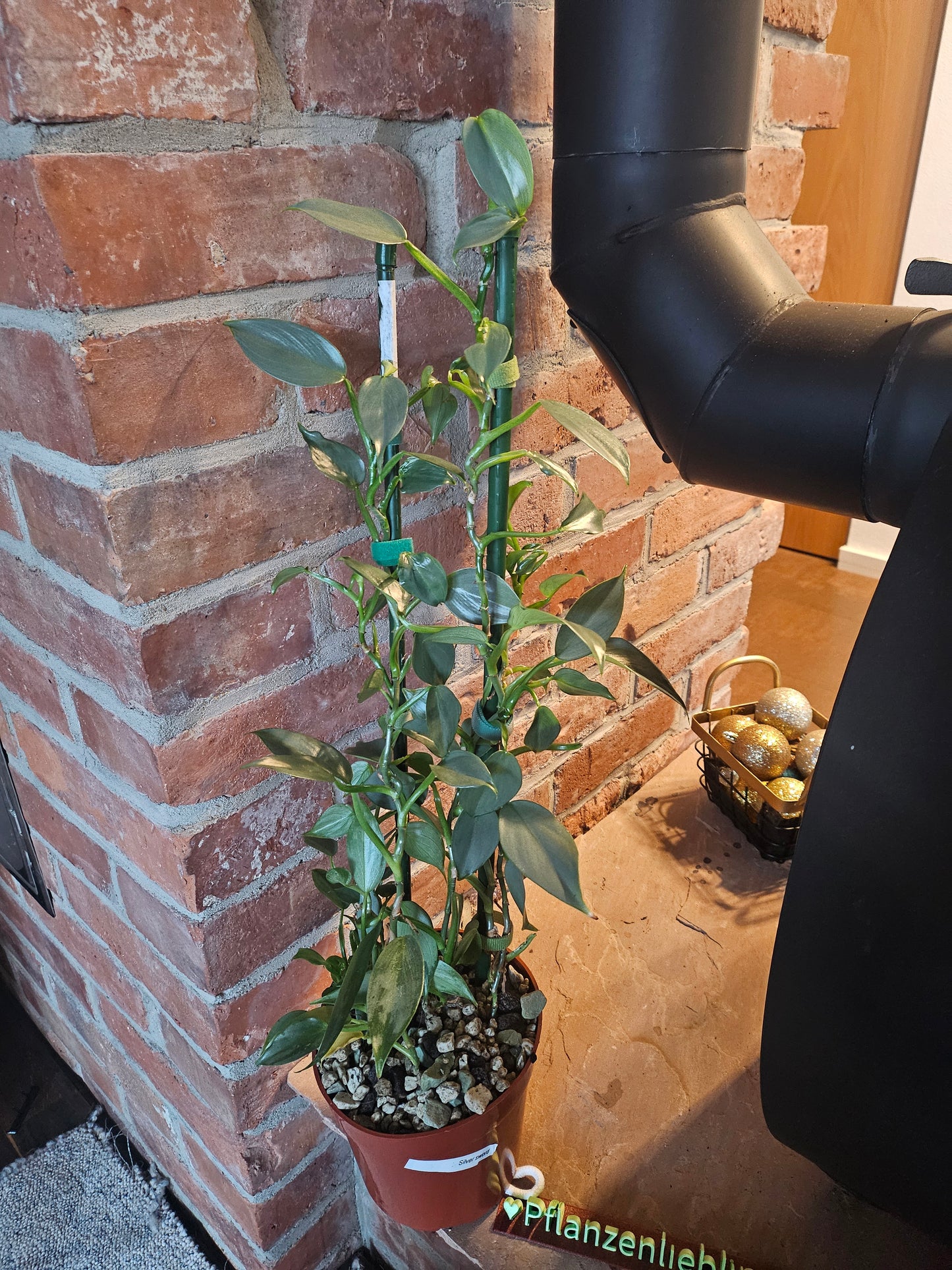 Philodendron silver sword Pflanze inkl. Topf und Substrat