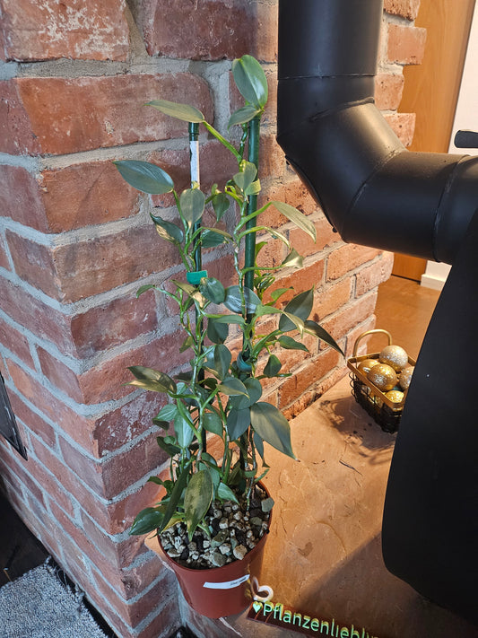 Philodendron silver sword Pflanze inkl. Topf und Substrat