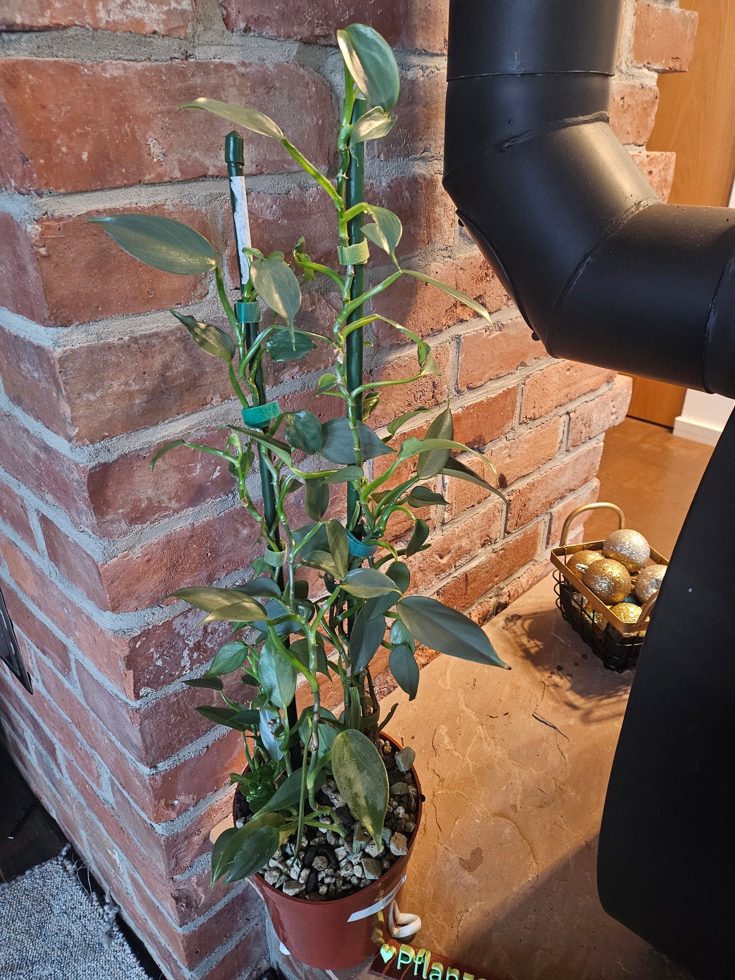 Philodendron silver sword Pflanze inkl. Topf und Substrat