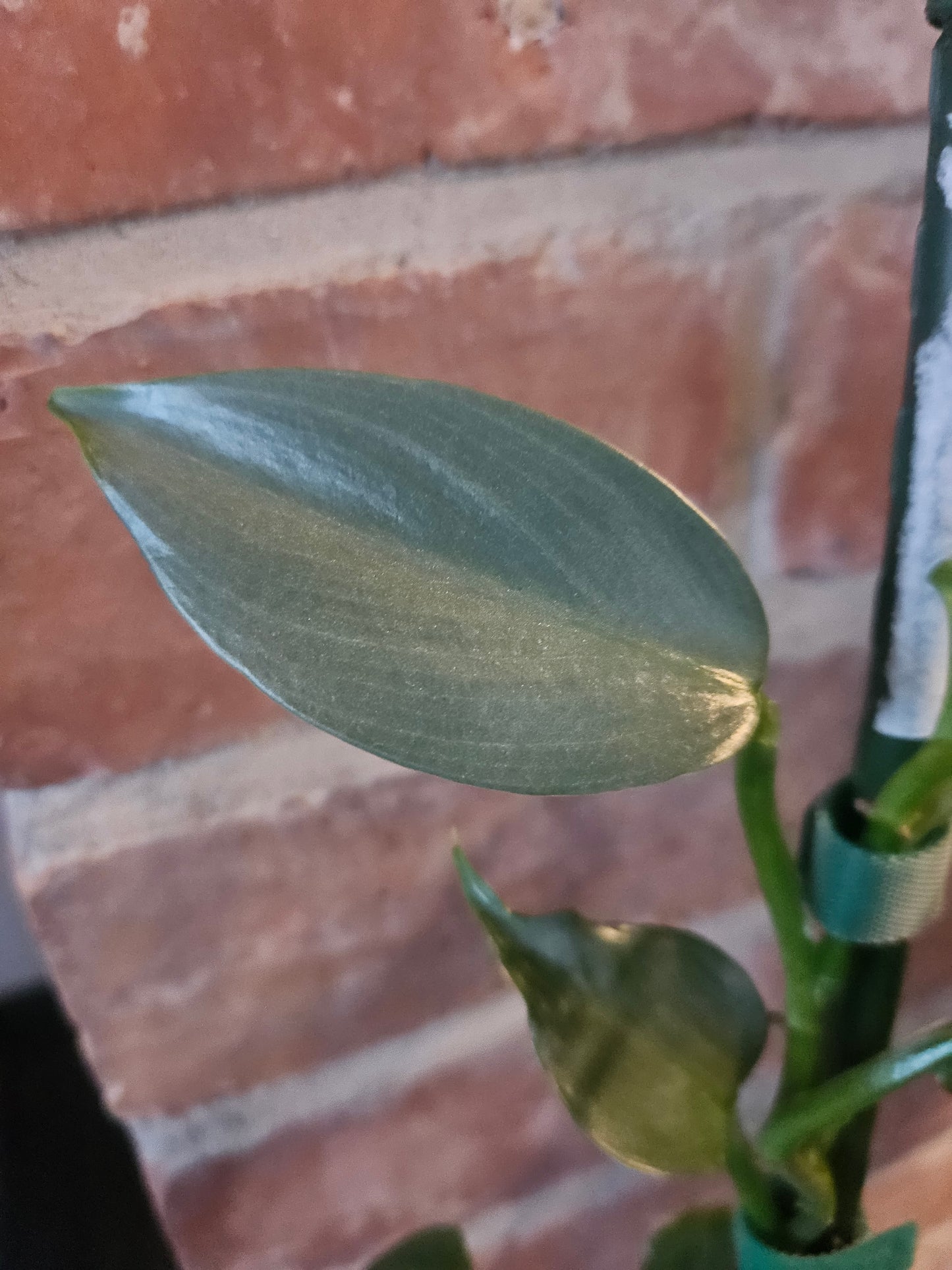 Philodendron silver sword Pflanze inkl. Topf und Substrat