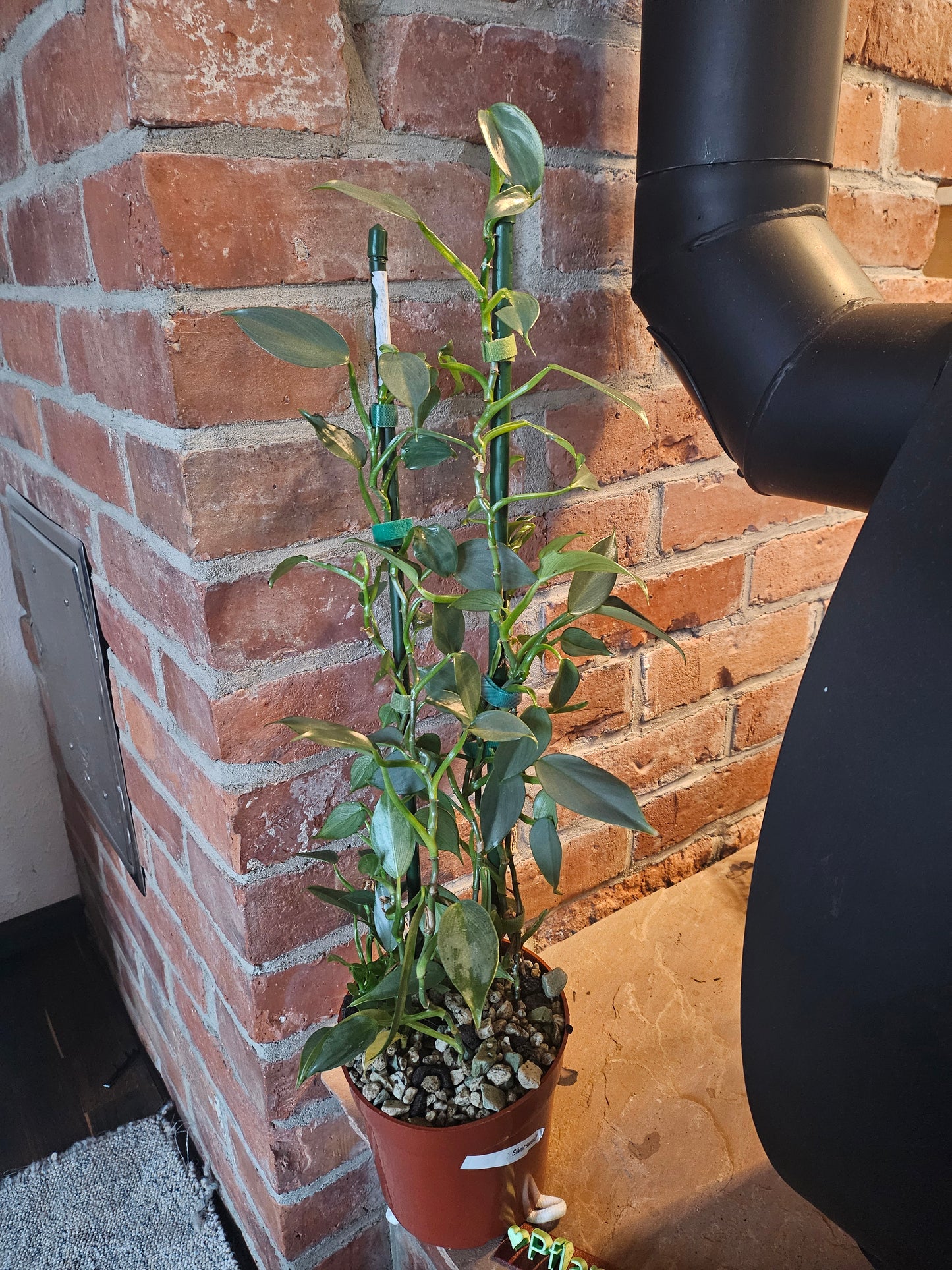 Philodendron silver sword Pflanze inkl. Topf und Substrat