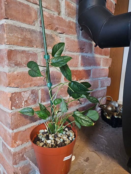 Monstera Siltepecana Pflanze