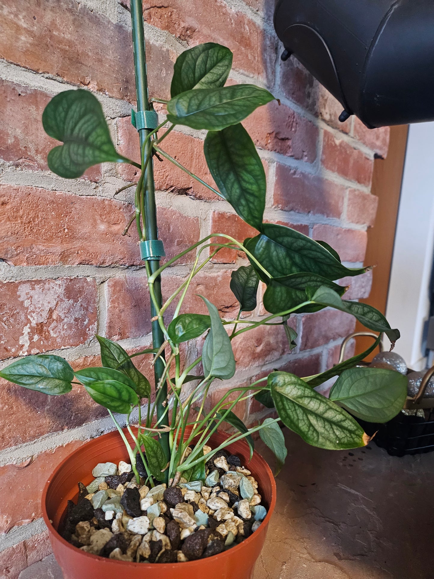 Monstera Siltepecana Pflanze