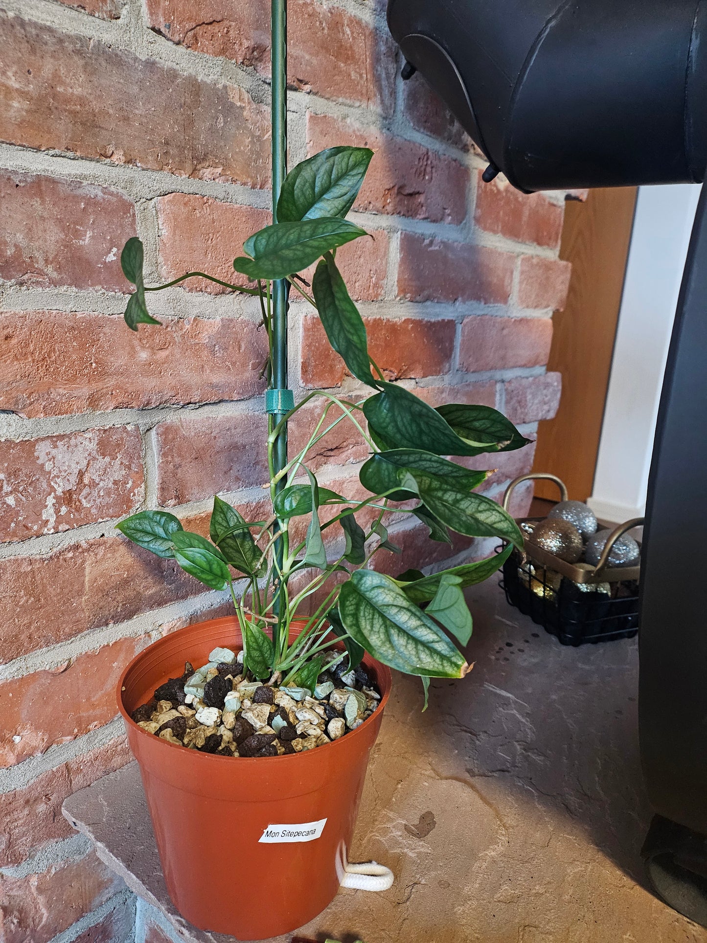 Monstera Siltepecana Pflanze