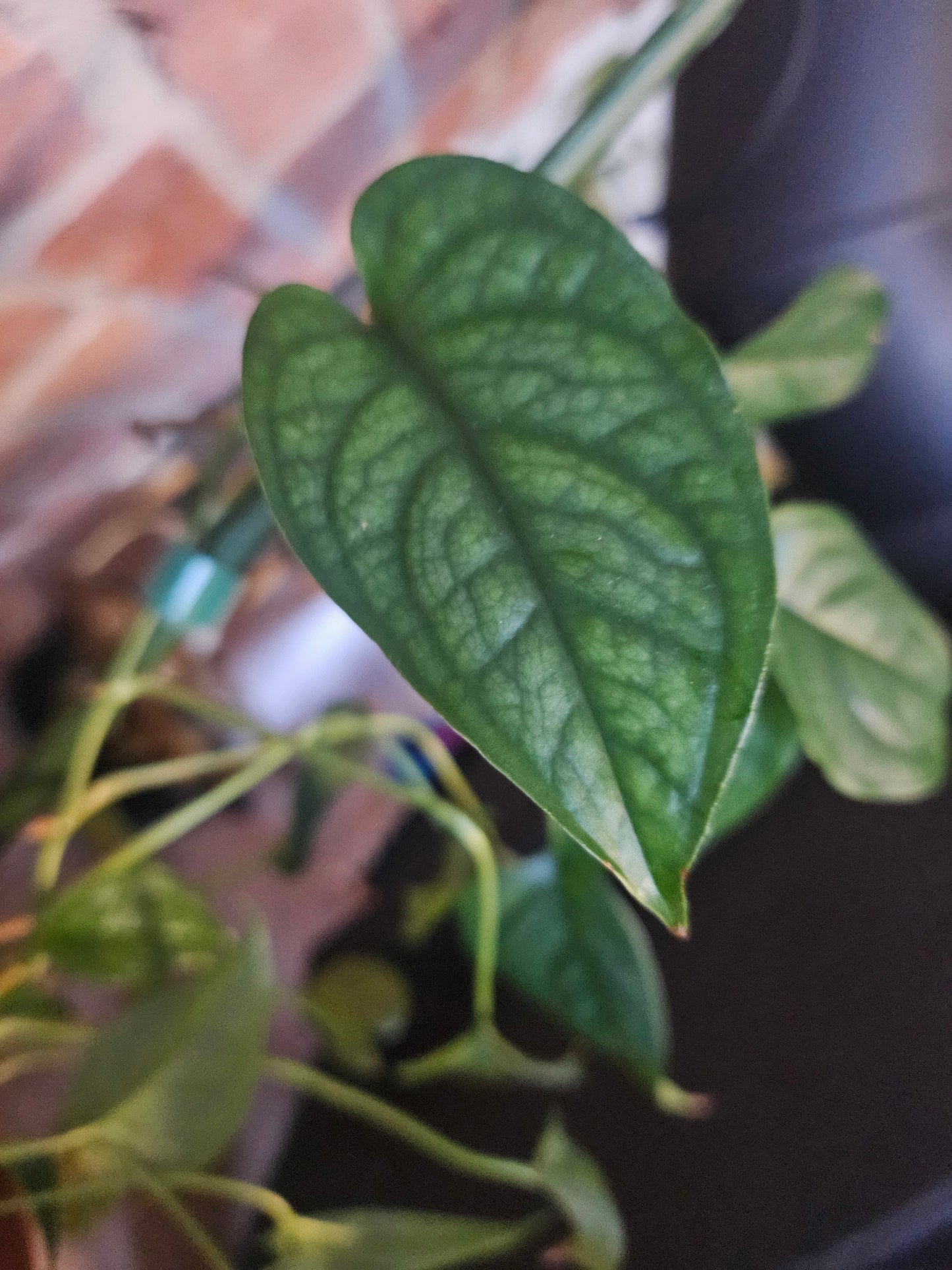 Monstera Siltepecana Pflanze