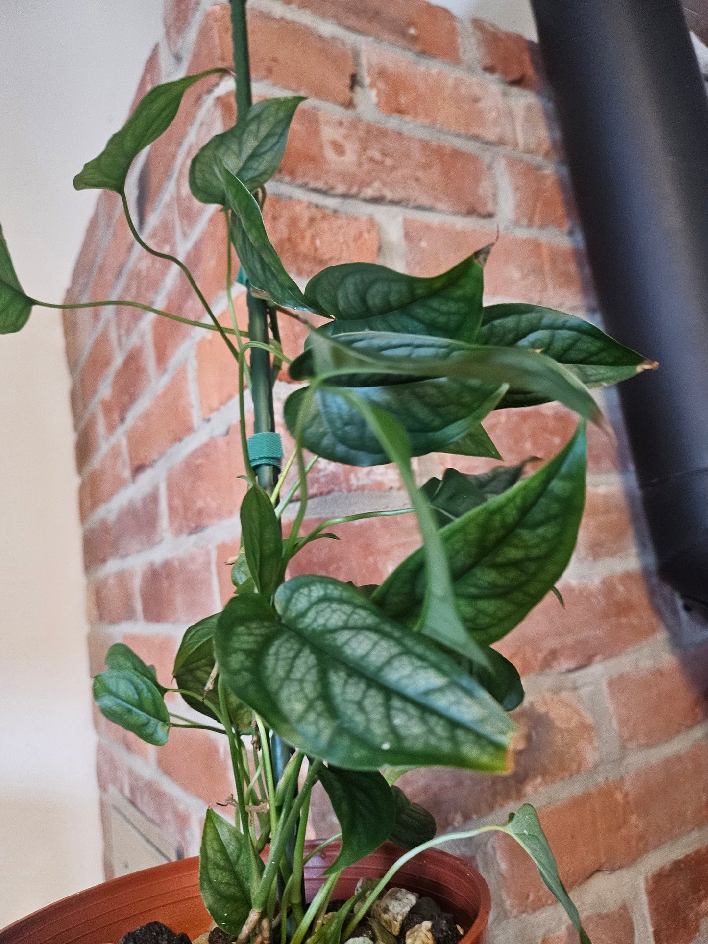 Monstera Siltepecana Pflanze