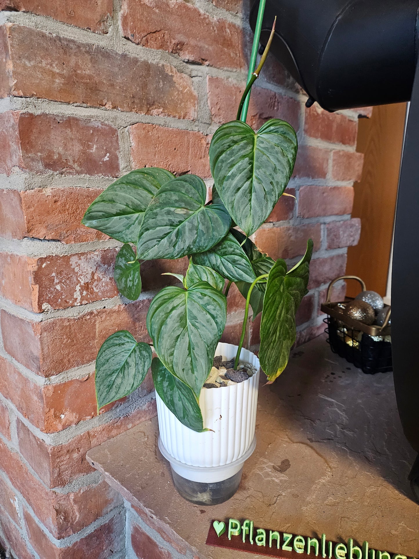 Philodendron Majestic Pflanze inkl. Topf und mineralischem Substrat