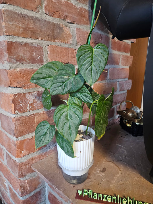 Philodendron Majestic Pflanze inkl. Topf und mineralischem Substrat