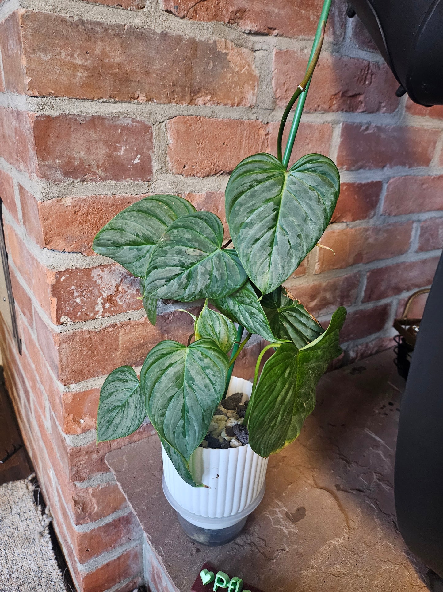 Philodendron Majestic Pflanze inkl. Topf und mineralischem Substrat