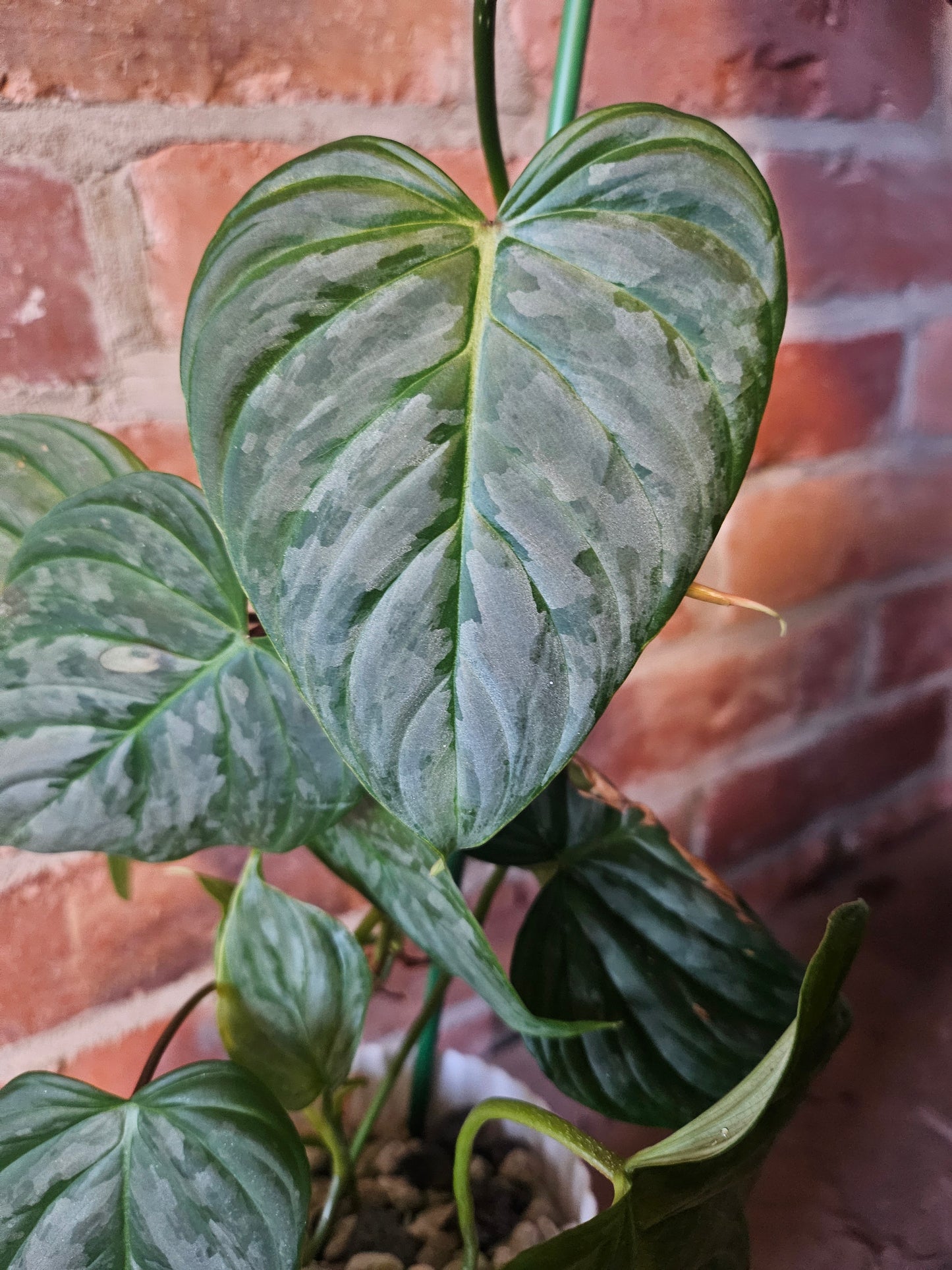 Philodendron Majestic Pflanze inkl. Topf und mineralischem Substrat