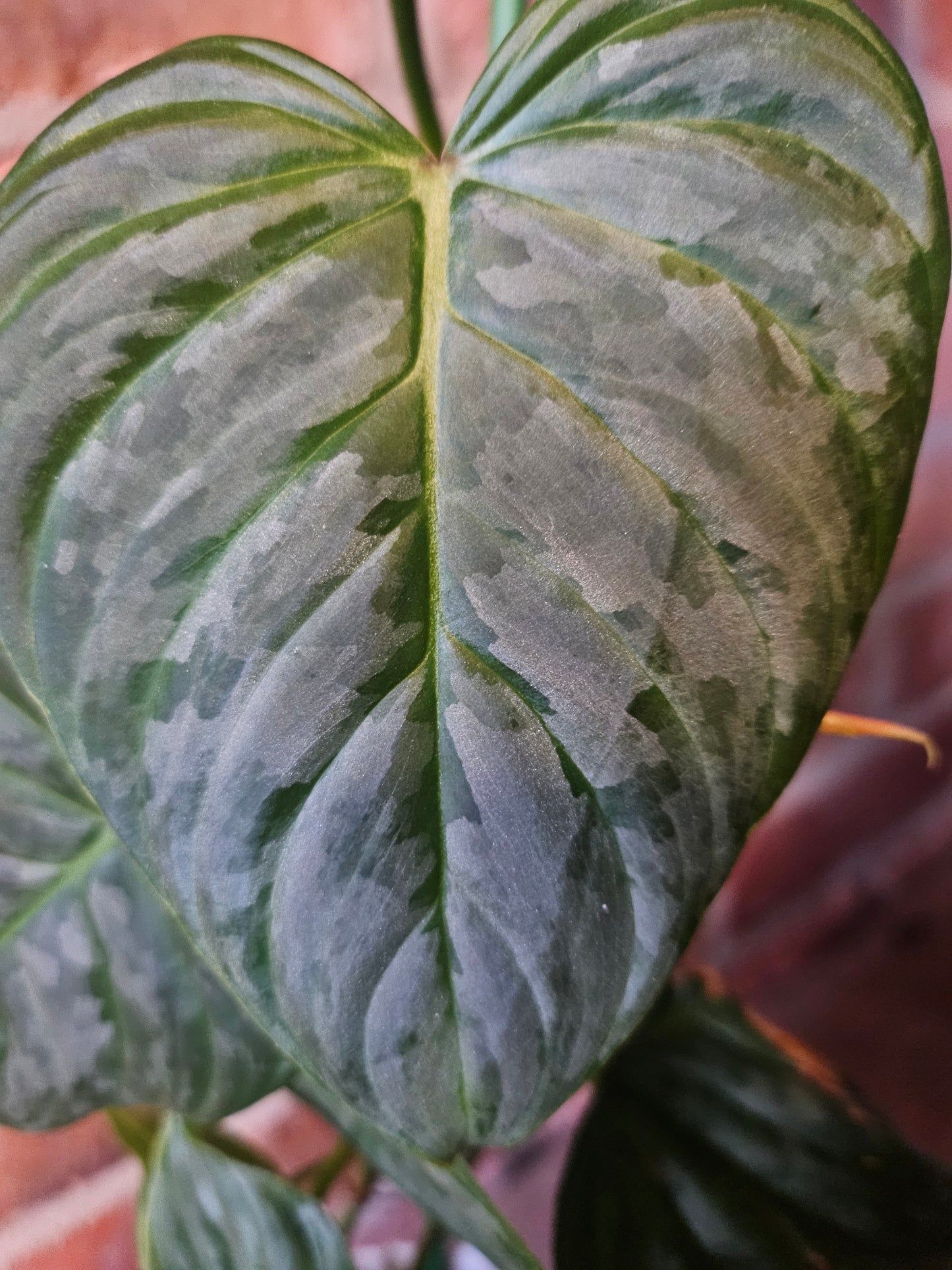 Philodendron Majestic Pflanze inkl. Topf und mineralischem Substrat