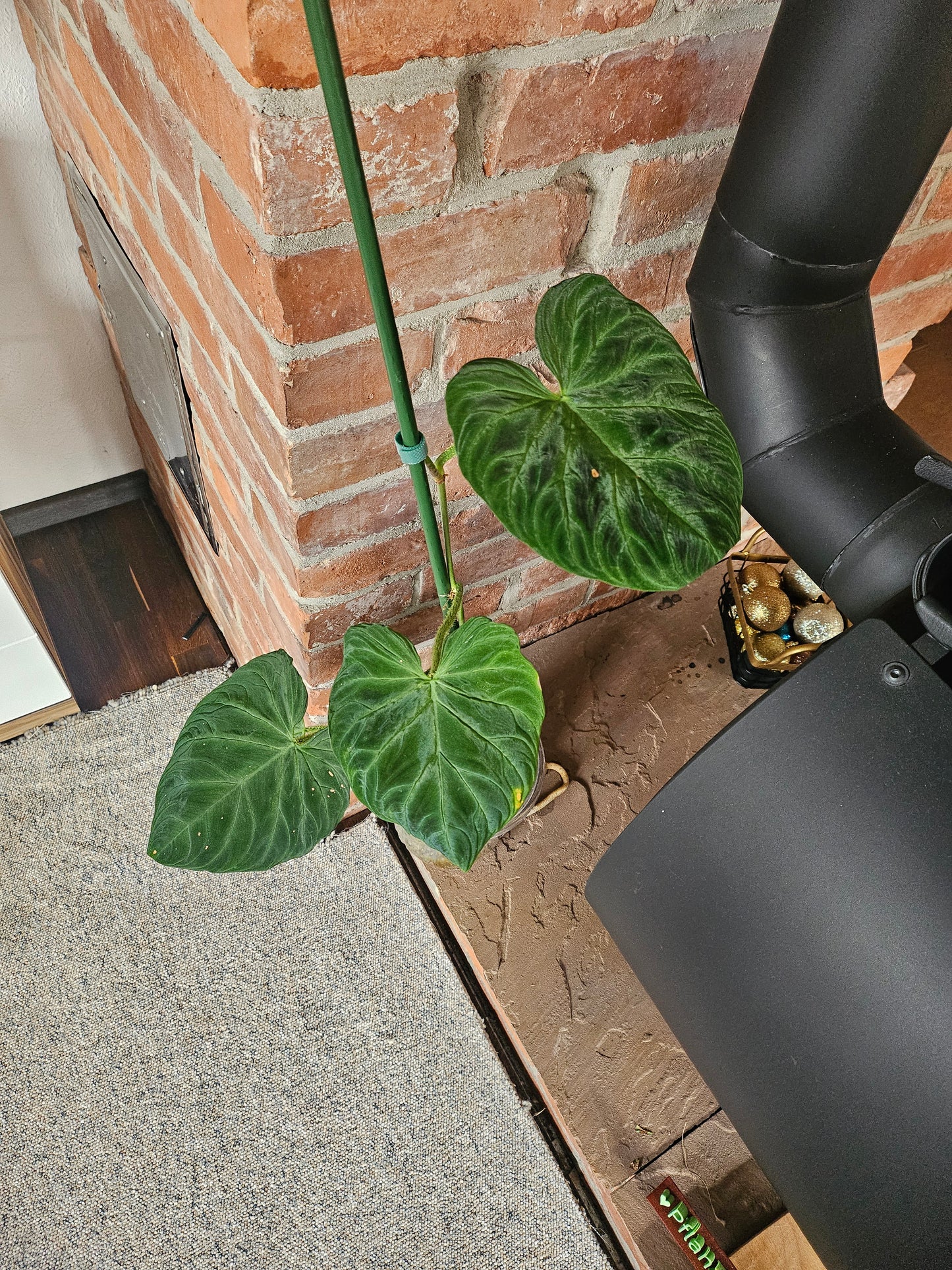 Philodendron Verrucosum Bosco Rarität