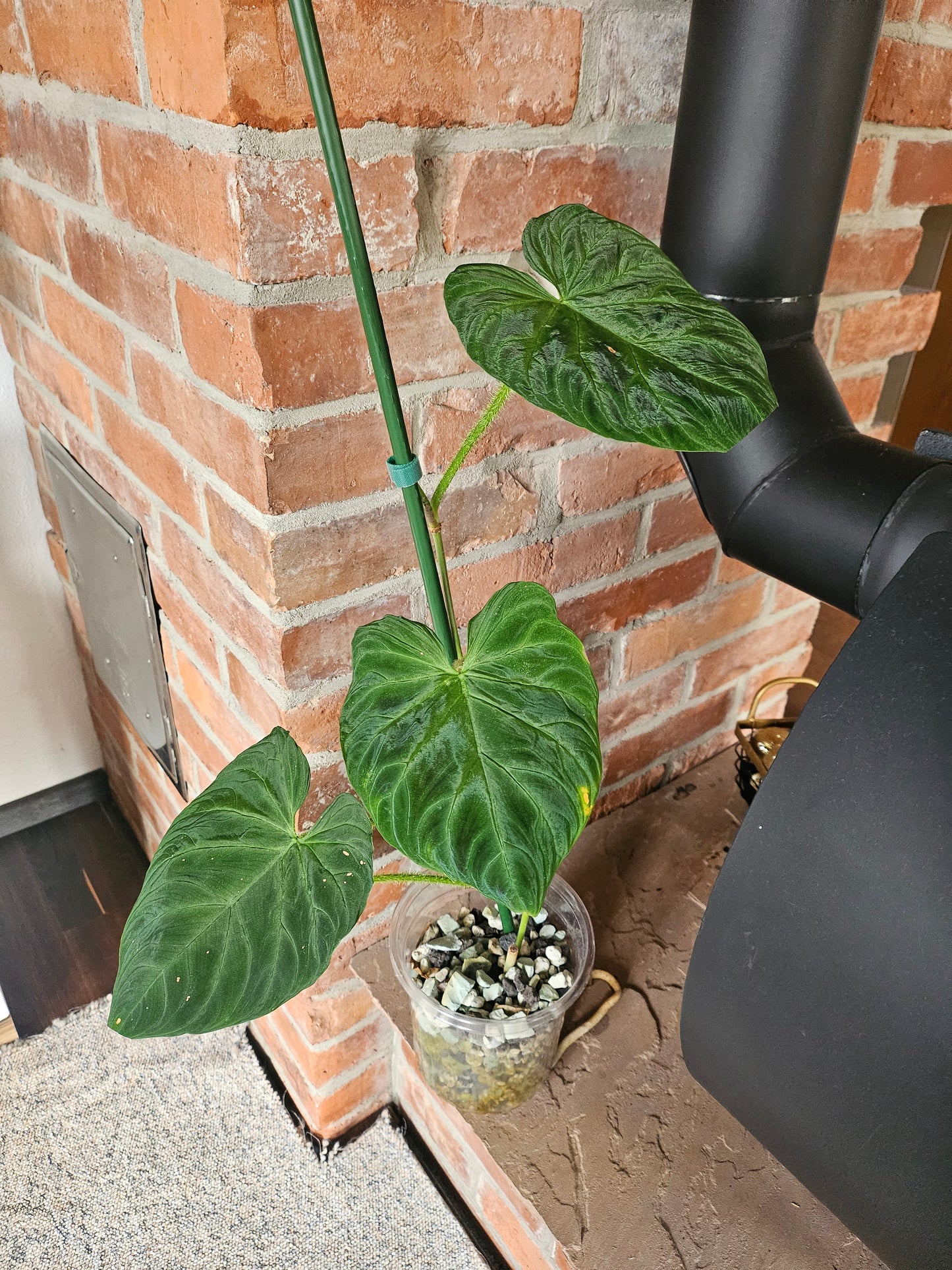 Philodendron Verrucosum Bosco Rarität