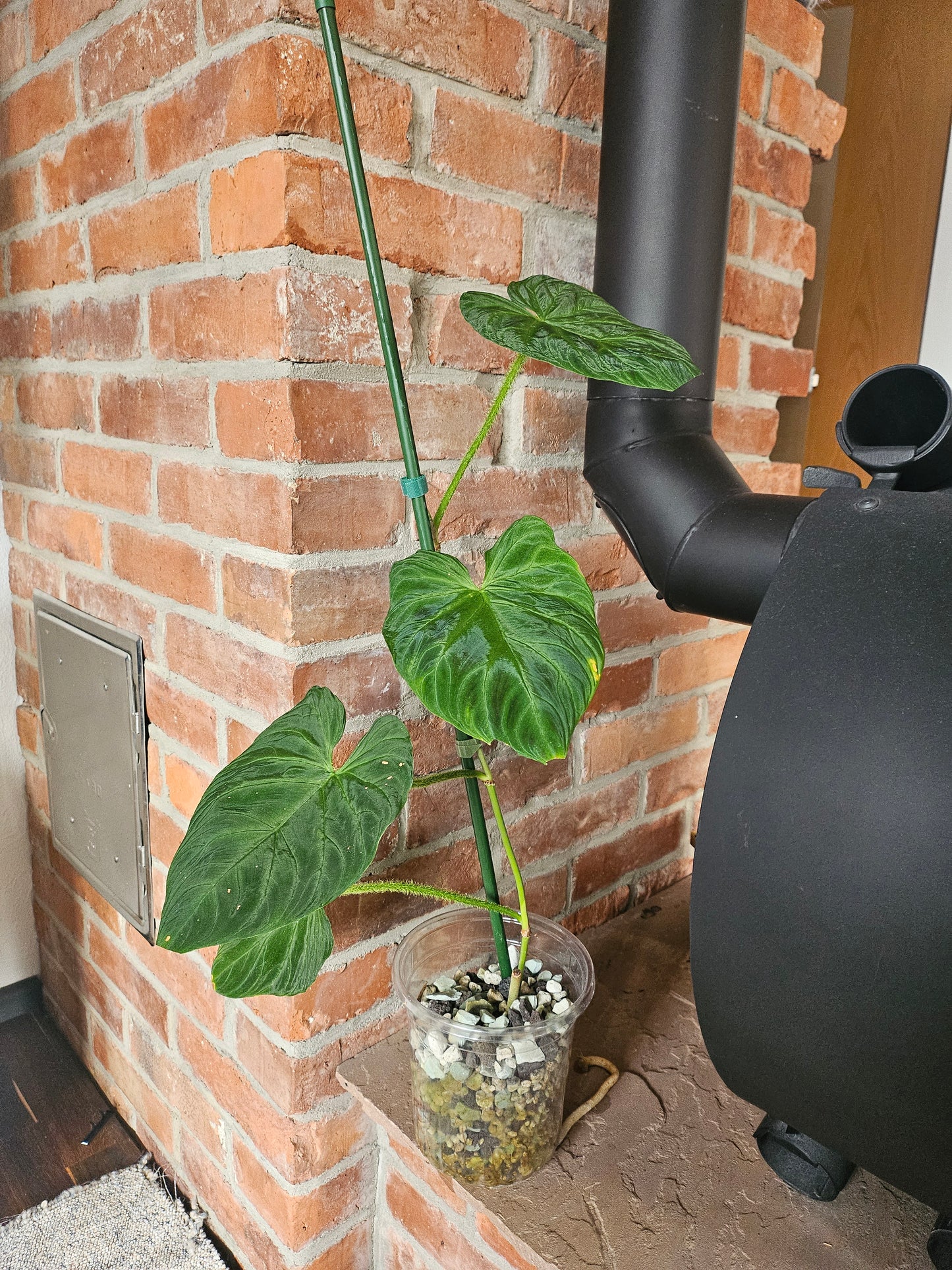 Philodendron Verrucosum Bosco Rarität