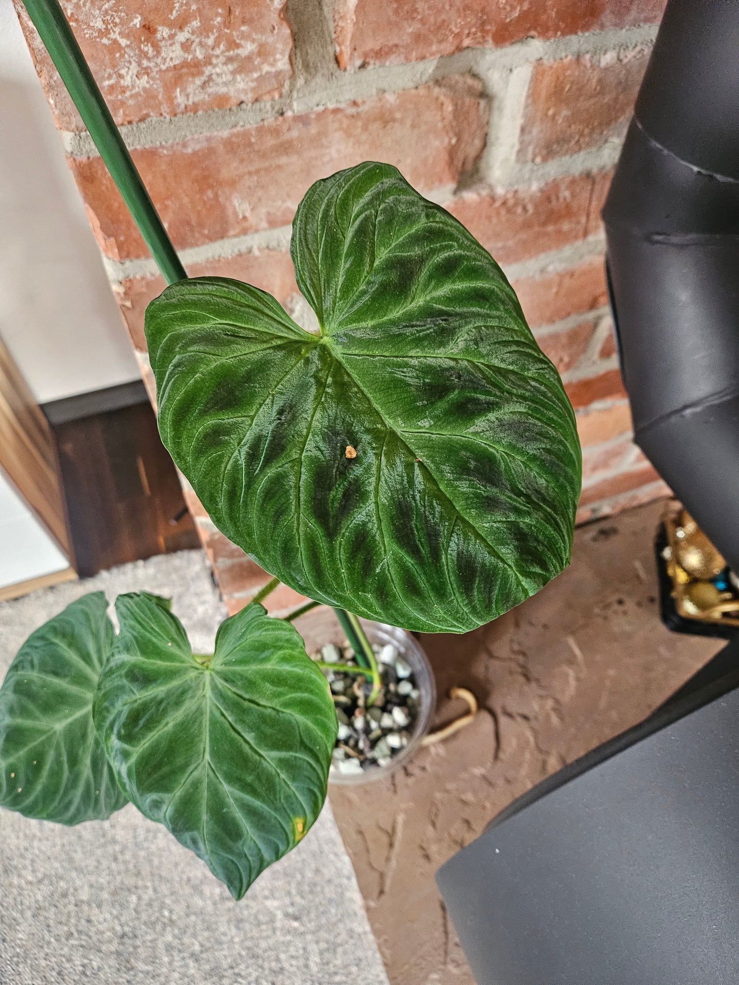 Philodendron Verrucosum Bosco Rarität