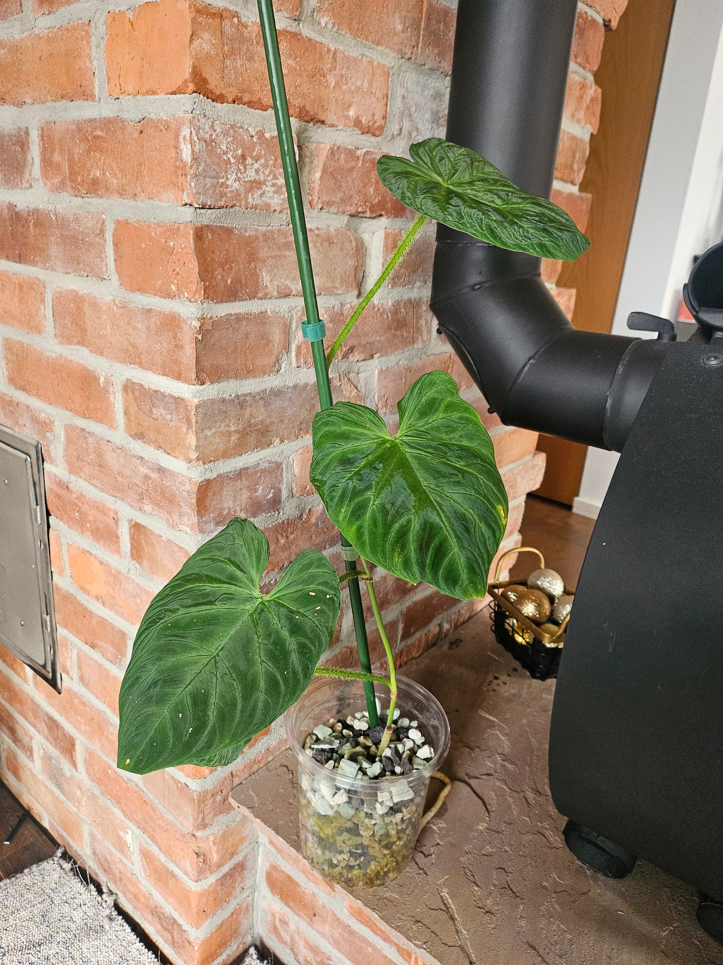 Philodendron Verrucosum Bosco Rarität