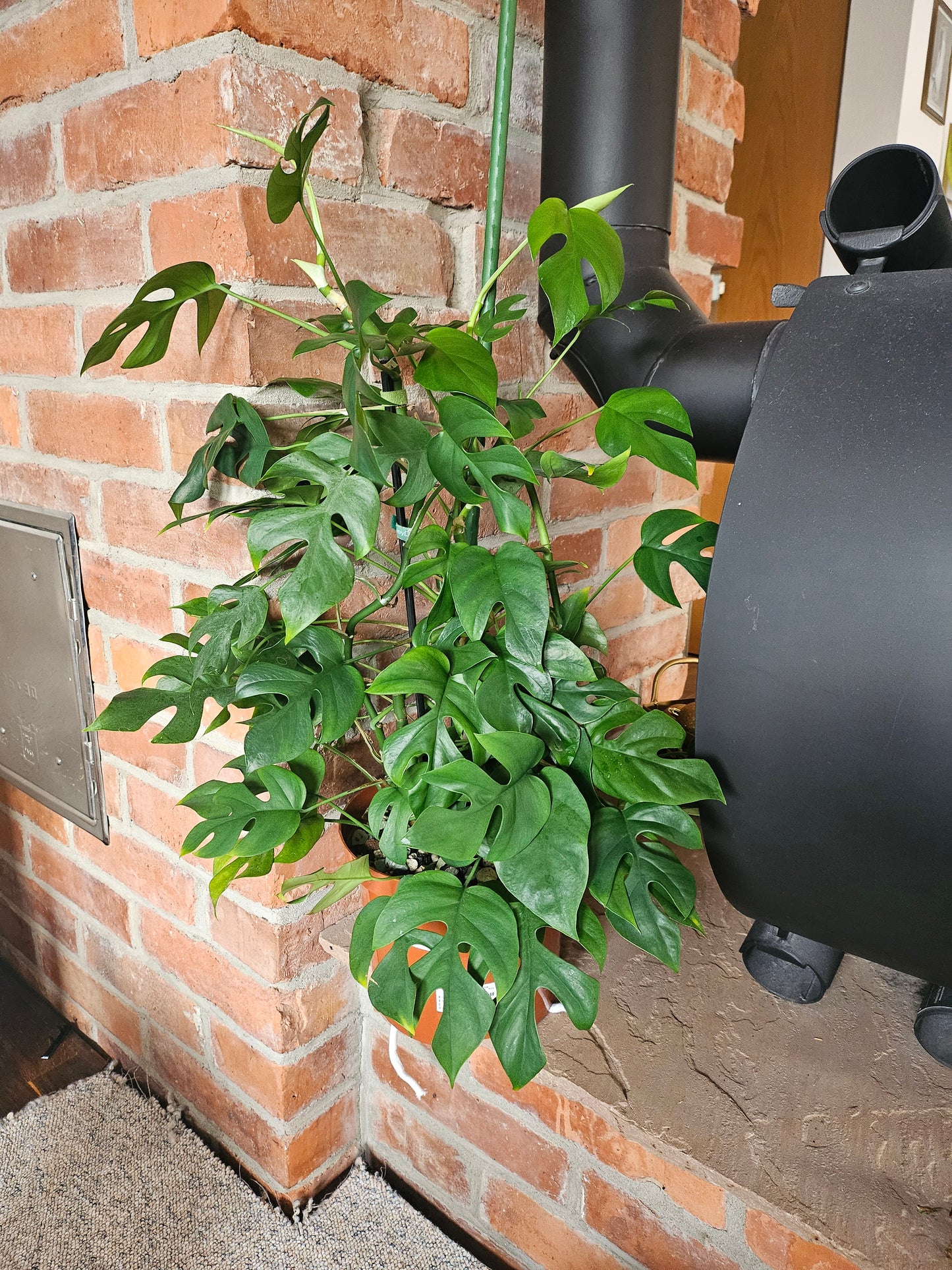 Rhaphidophora Tetrasperma variegata vergrünt XXL Pflanze