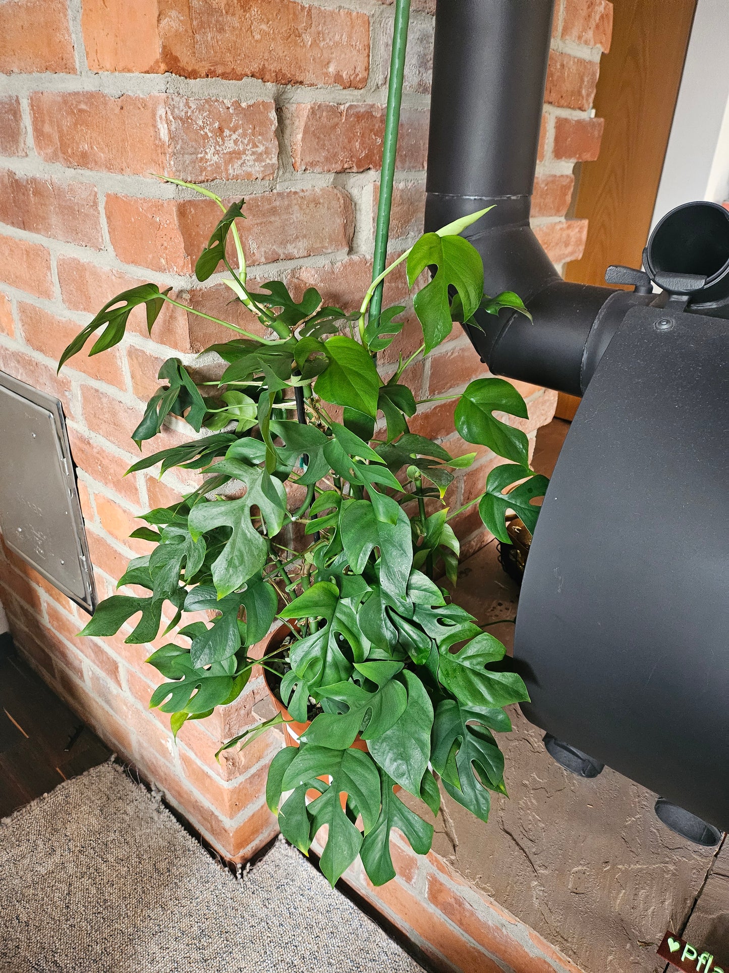 Rhaphidophora Tetrasperma variegata vergrünt XXL Pflanze