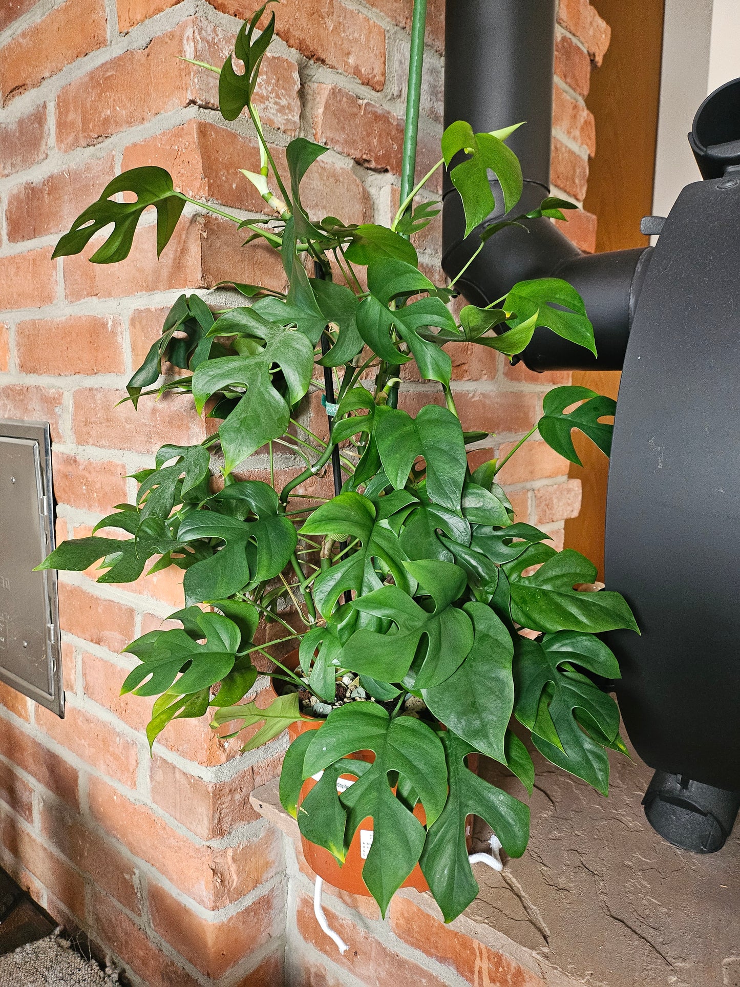 Rhaphidophora Tetrasperma variegata vergrünt XXL Pflanze