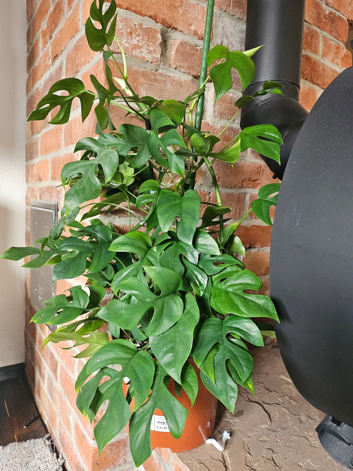 Rhaphidophora Tetrasperma variegata vergrünt XXL Pflanze