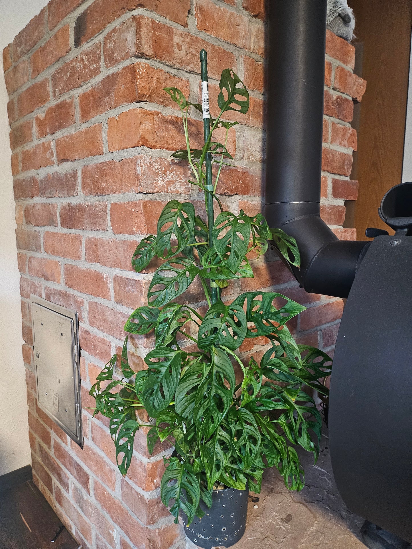 Monstera Adansonii XXL Pflanze inkl. Topf und mineralischem Substrat