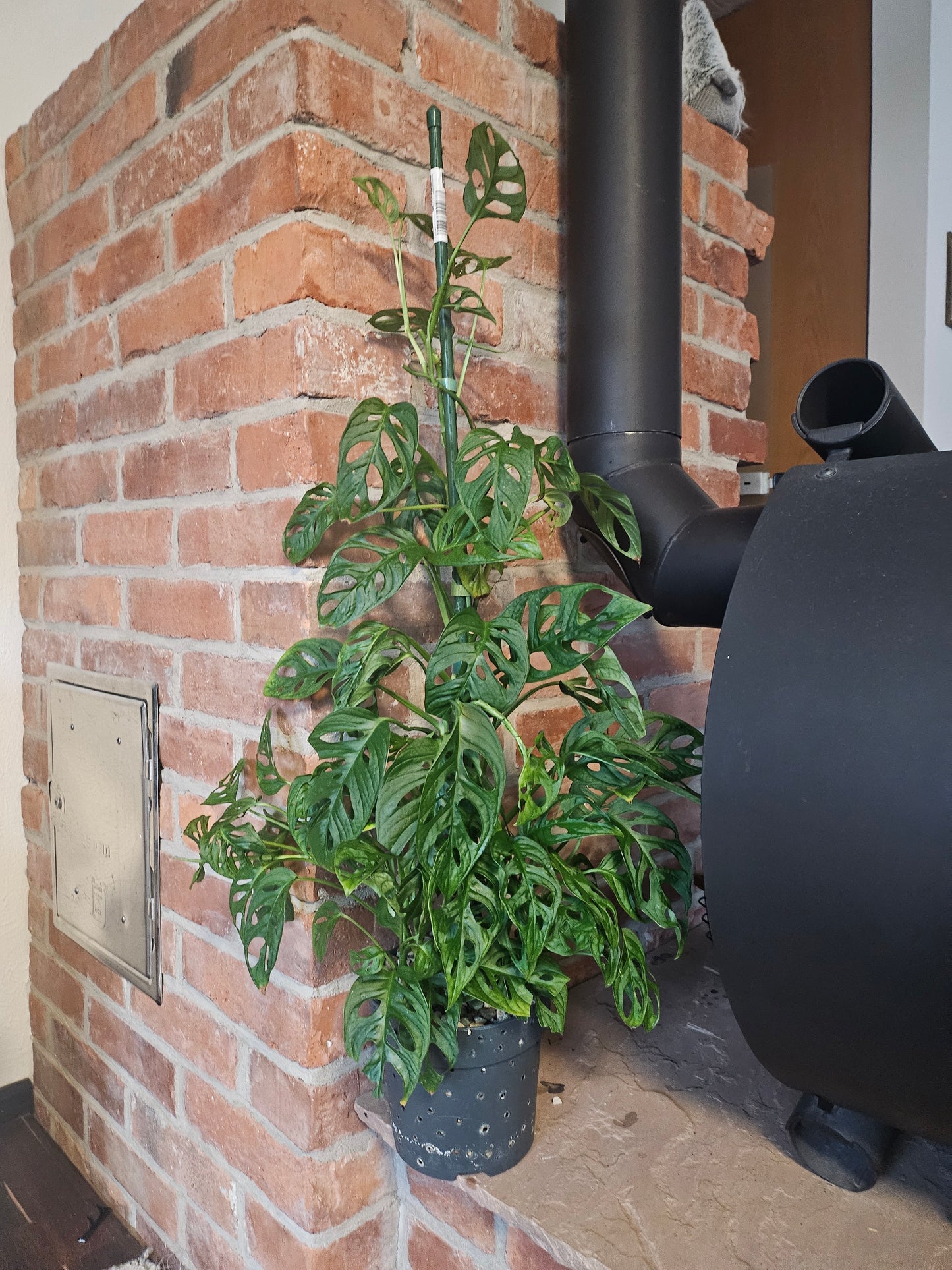 Monstera Adansonii XXL Pflanze inkl. Topf und mineralischem Substrat