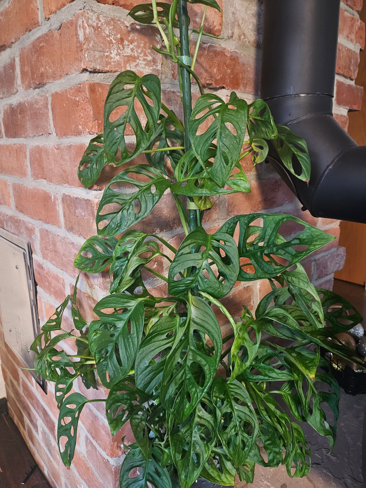 Monstera Adansonii XXL Pflanze inkl. Topf und mineralischem Substrat