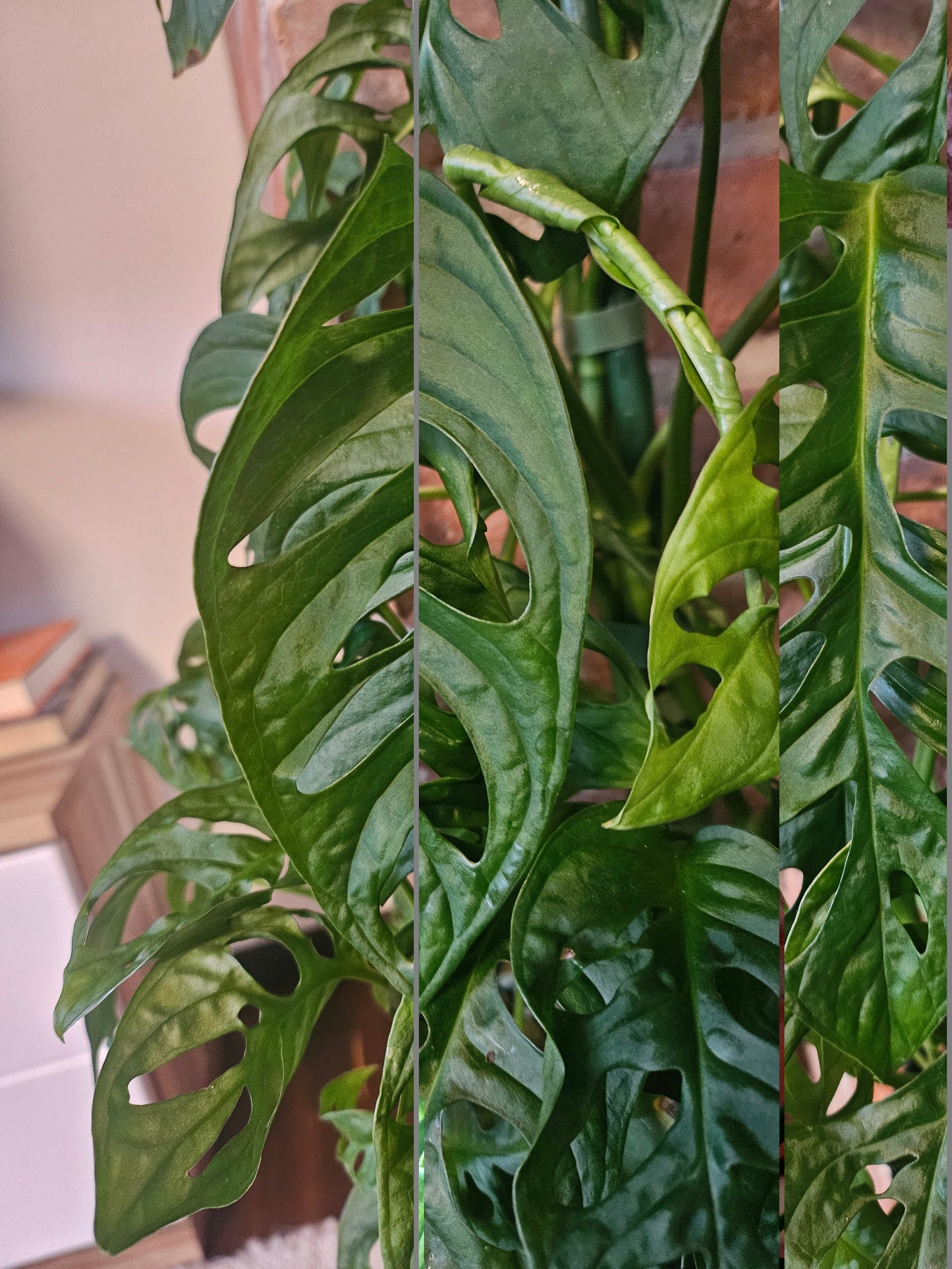 Monstera Adansonii XXL Pflanze inkl. Topf und mineralischem Substrat