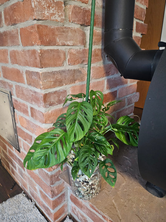 Monstera Adansonii inkl. Topf und mineralischem Substrat