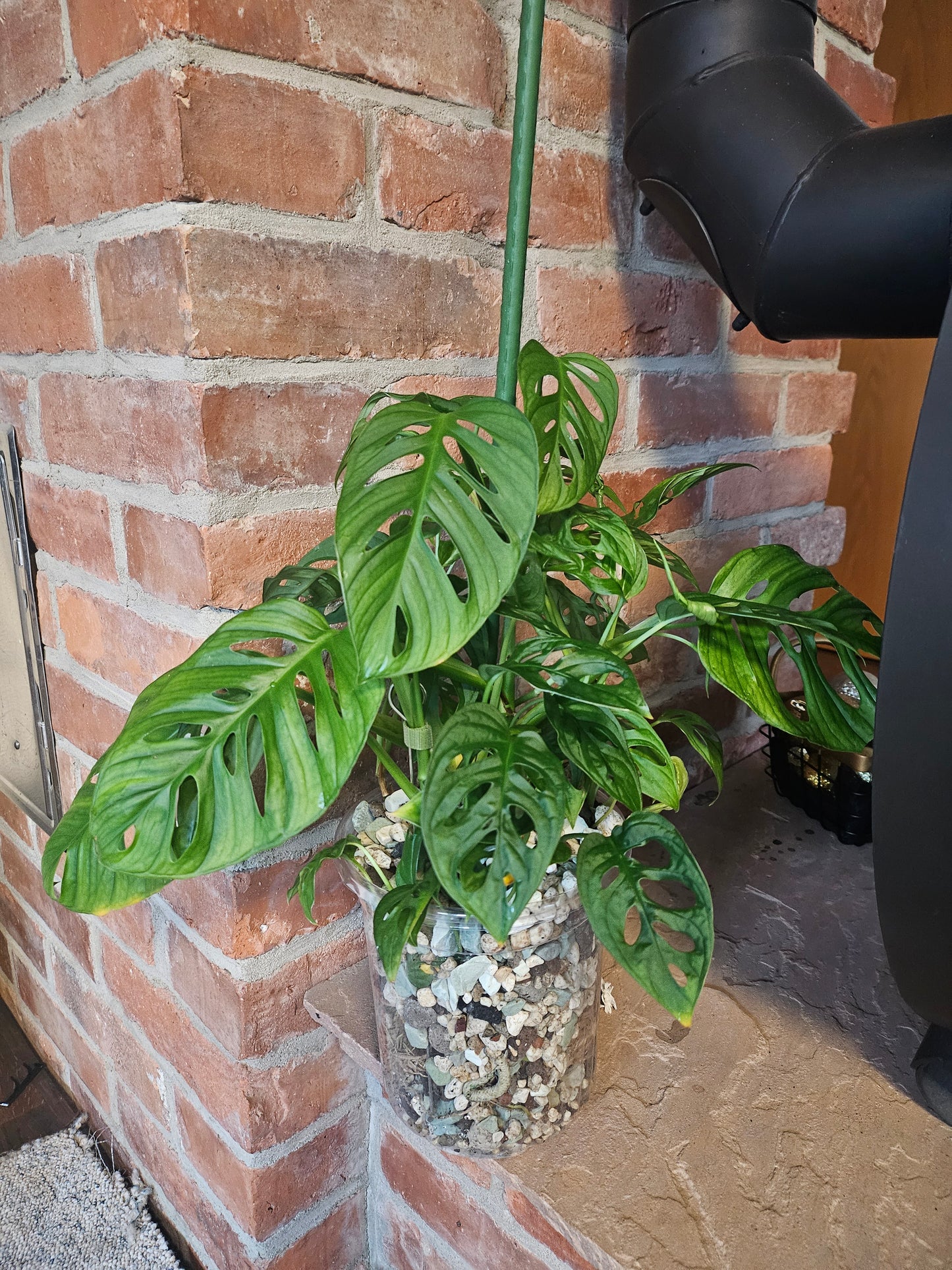 Monstera Adansonii inkl. Topf und mineralischem Substrat
