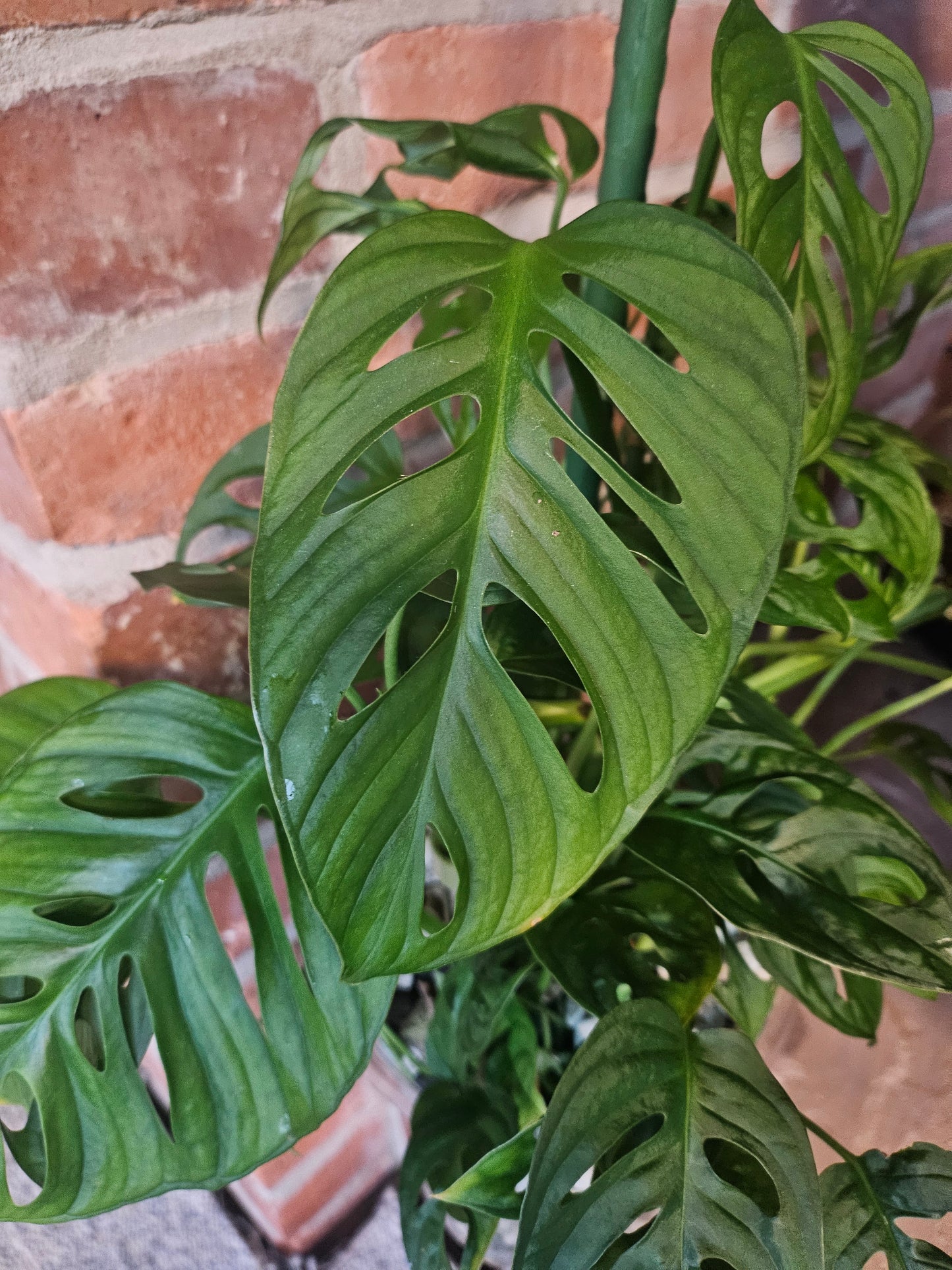 Monstera Adansonii inkl. Topf und mineralischem Substrat