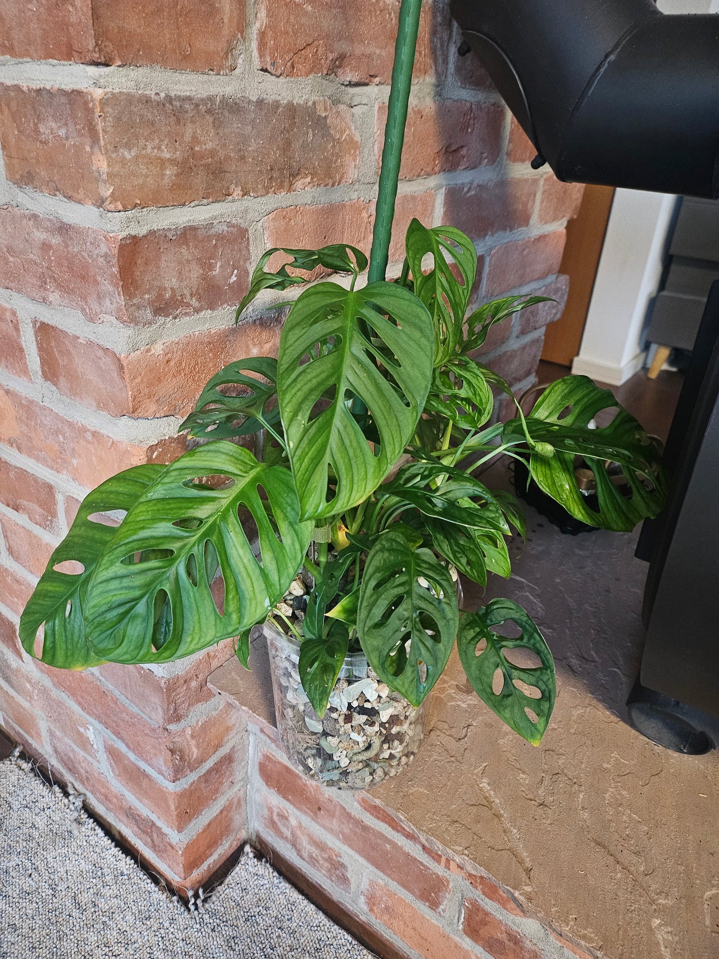 Monstera Adansonii inkl. Topf und mineralischem Substrat