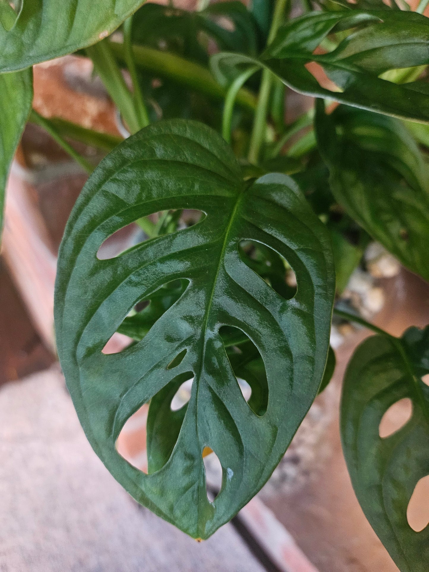 Monstera Adansonii inkl. Topf und mineralischem Substrat