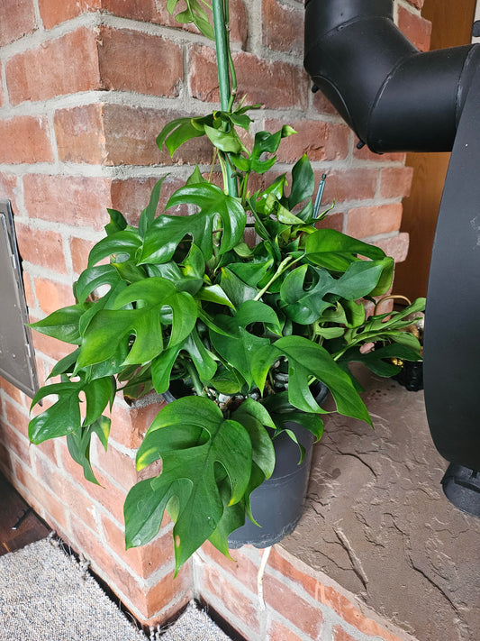 Rhaphidophora Tetrasperma XXL Pflanze inkl. Topf und mineralischem Substrat