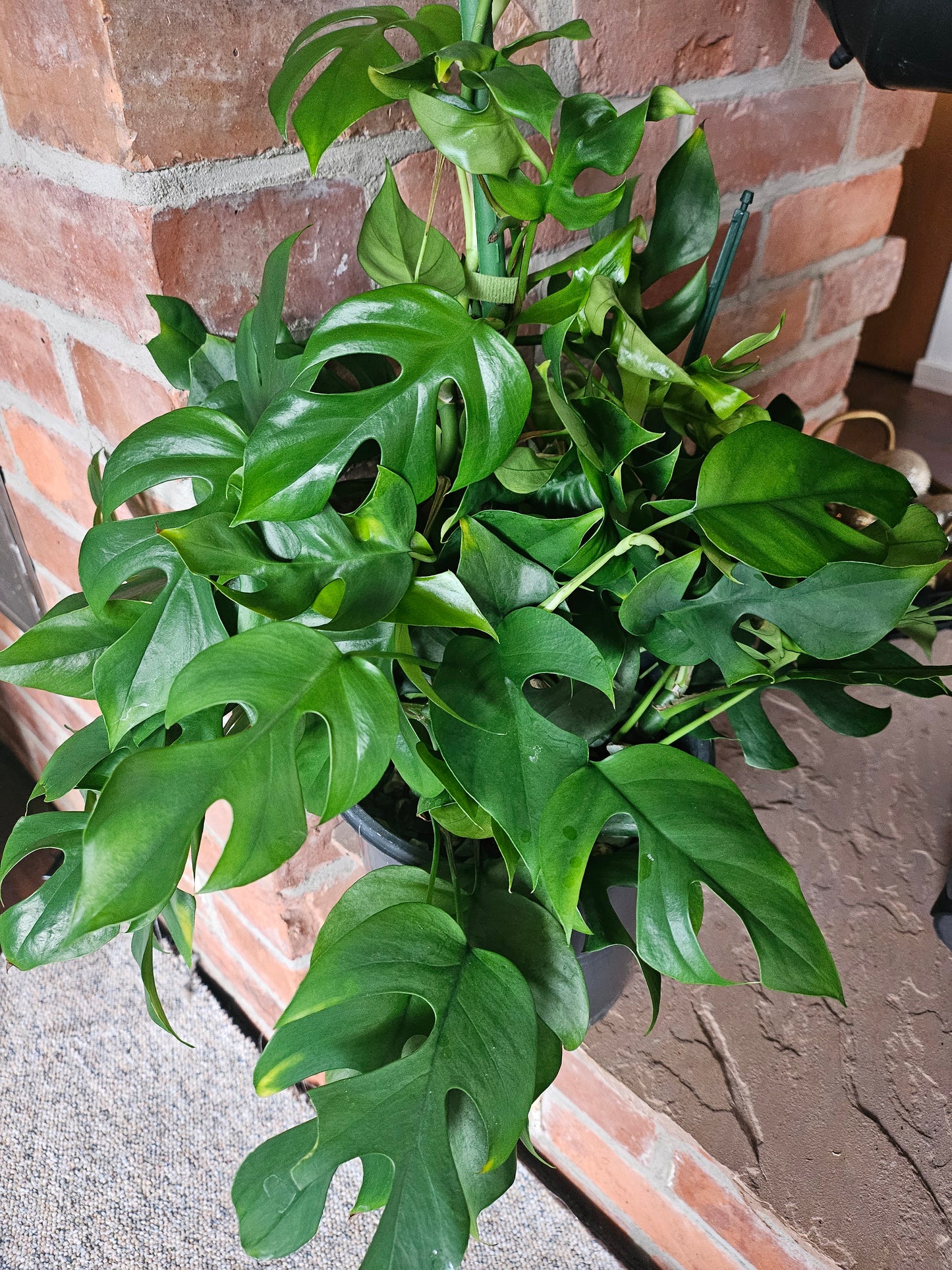 Rhaphidophora Tetrasperma XXL Pflanze inkl. Topf und mineralischem Substrat