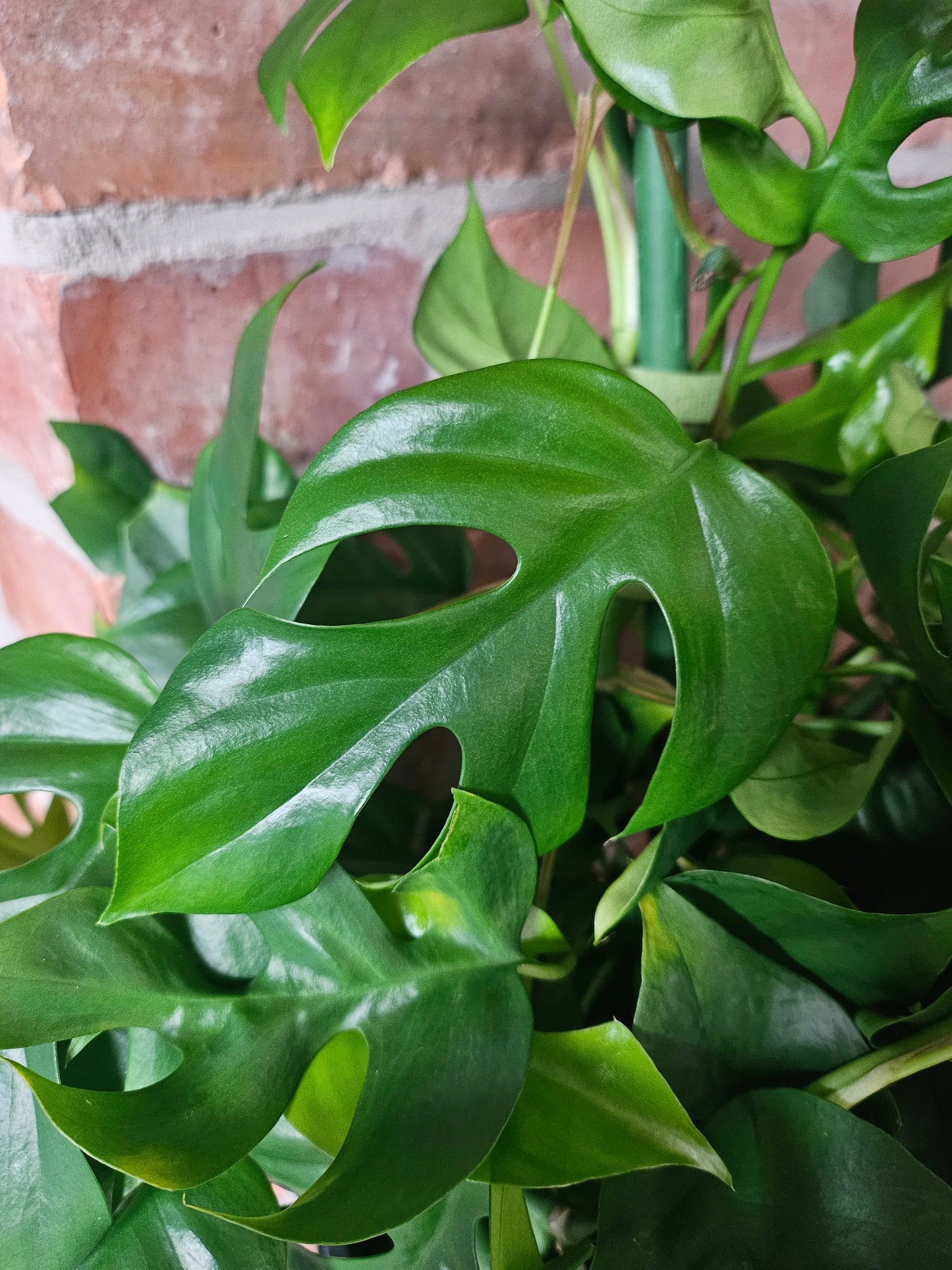 Rhaphidophora Tetrasperma XXL Pflanze inkl. Topf und mineralischem Substrat