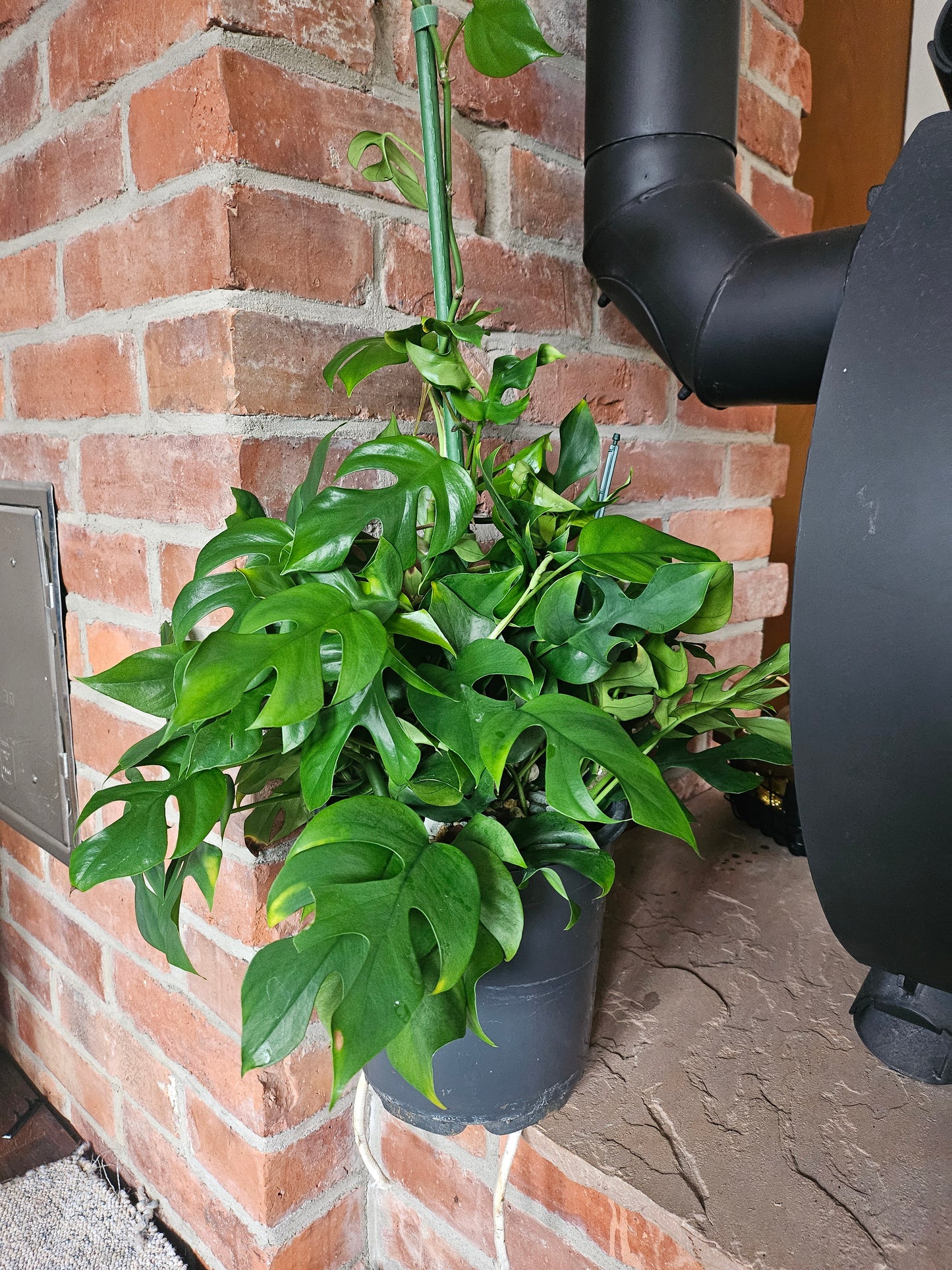 Rhaphidophora Tetrasperma XXL Pflanze inkl. Topf und mineralischem Substrat