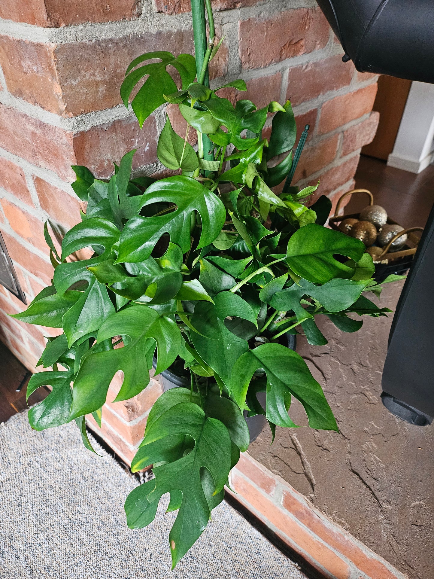 Rhaphidophora Tetrasperma XXL Pflanze inkl. Topf und mineralischem Substrat