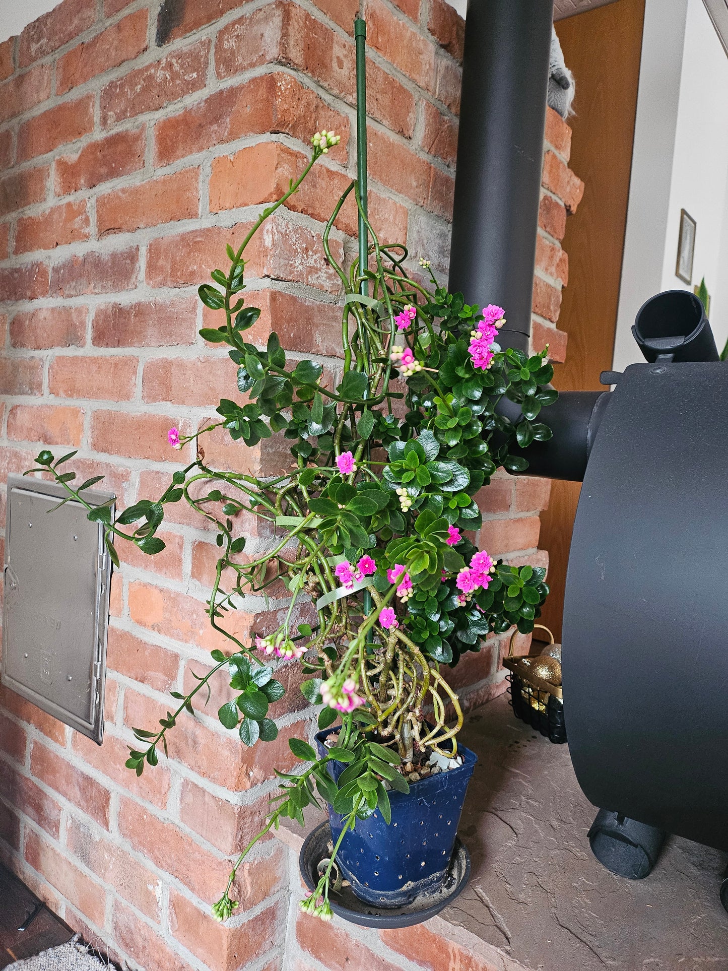 Flammendes Käthchen XXL Pflanze inkl. Topf und Substrat