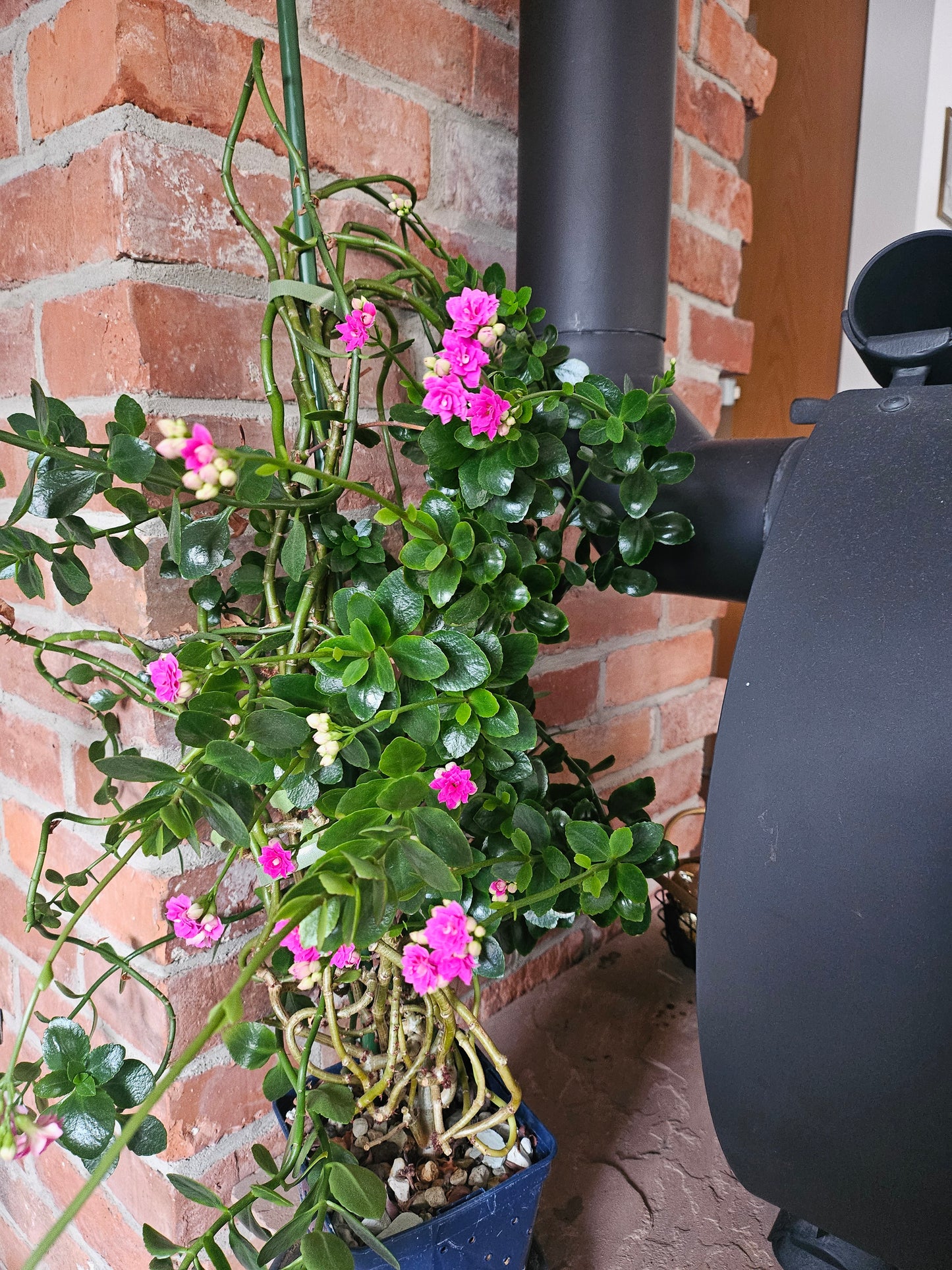 Flammendes Käthchen XXL Pflanze inkl. Topf und Substrat