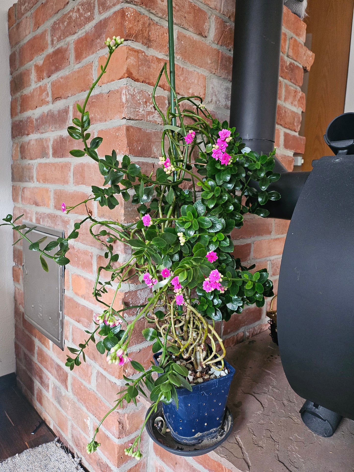 Flammendes Käthchen XXL Pflanze inkl. Topf und Substrat