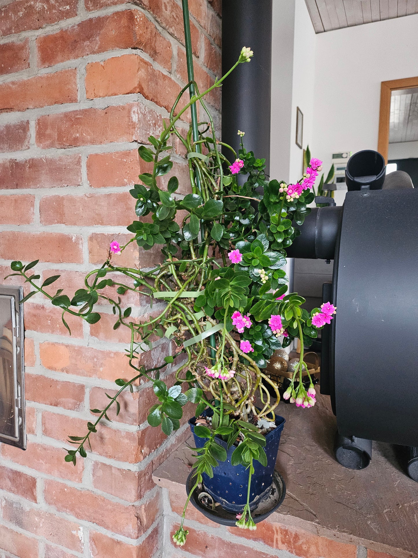 Flammendes Käthchen XXL Pflanze inkl. Topf und Substrat