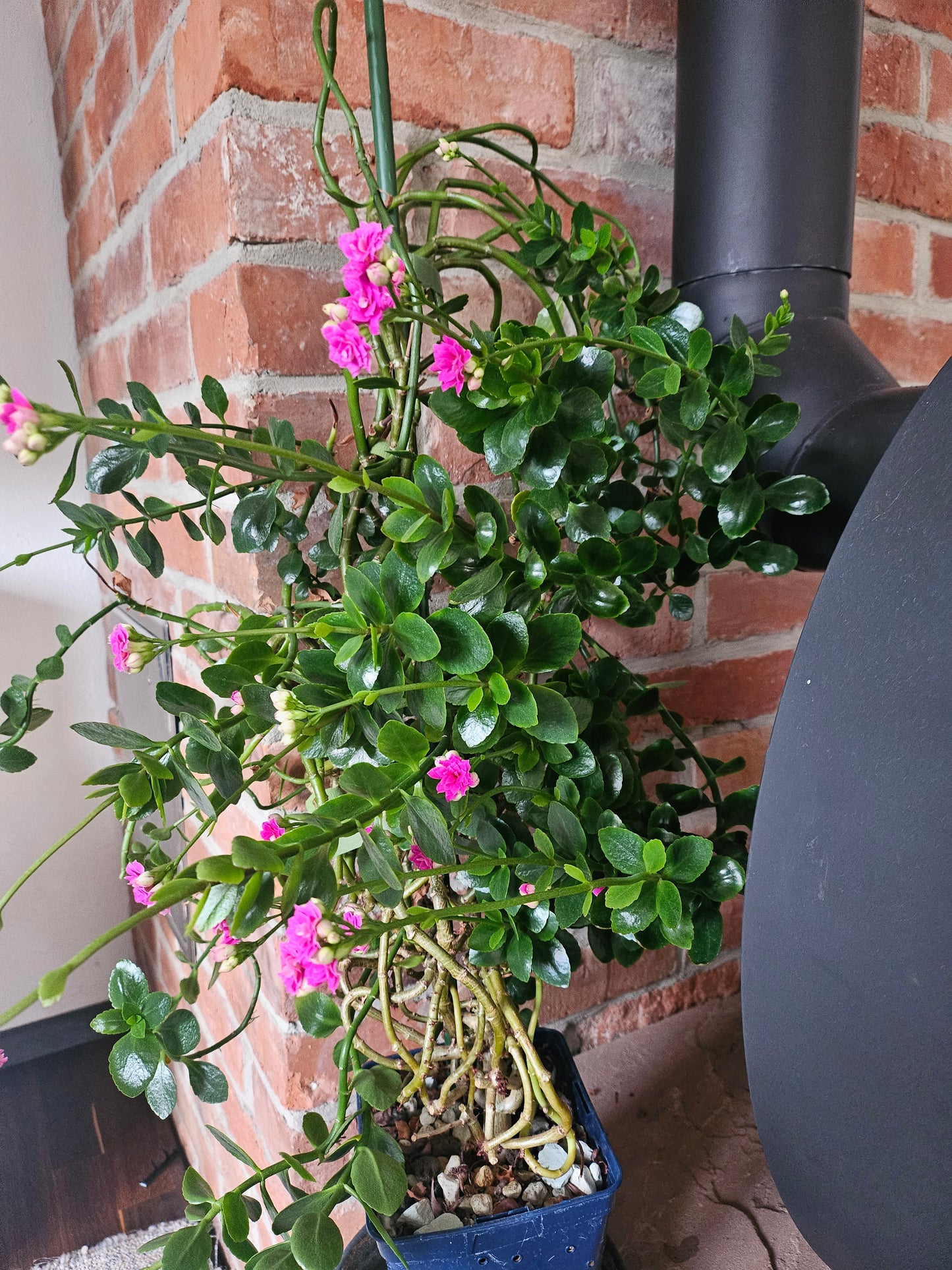 Flammendes Käthchen XXL Pflanze inkl. Topf und Substrat