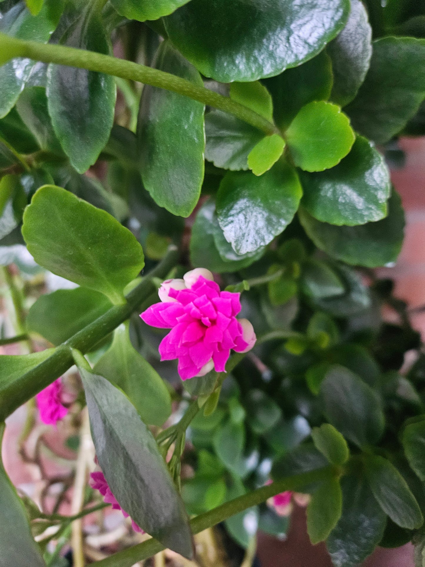 Flammendes Käthchen XXL Pflanze inkl. Topf und Substrat