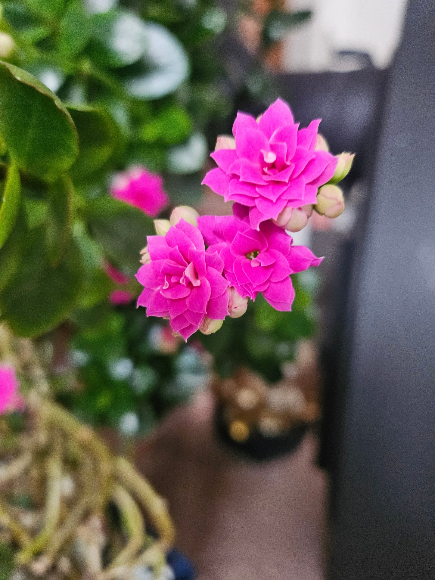 Flammendes Käthchen XXL Pflanze inkl. Topf und Substrat