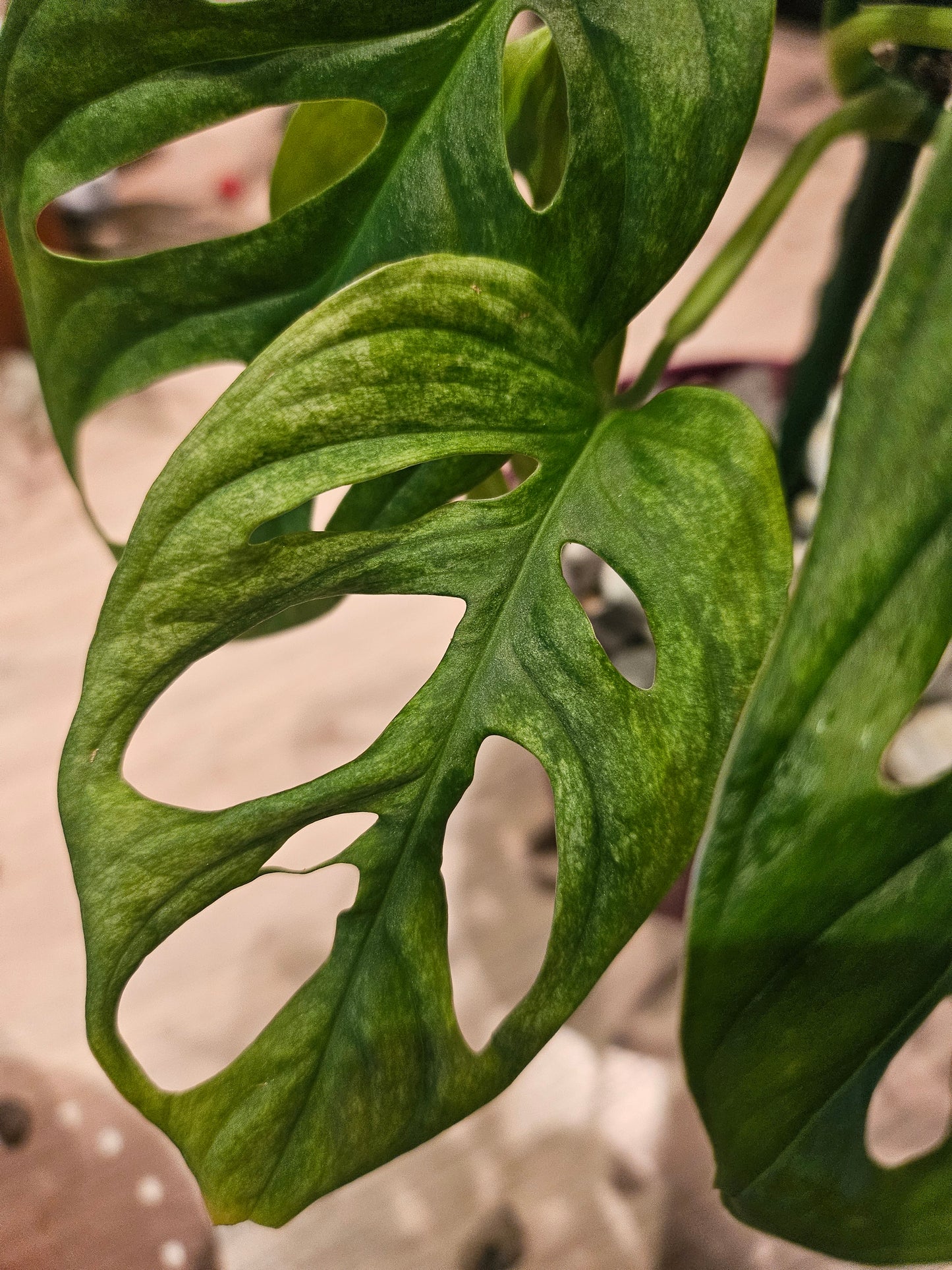 Monstera Adansonii mint variegata Pflanze inkl. Topf und Substrat