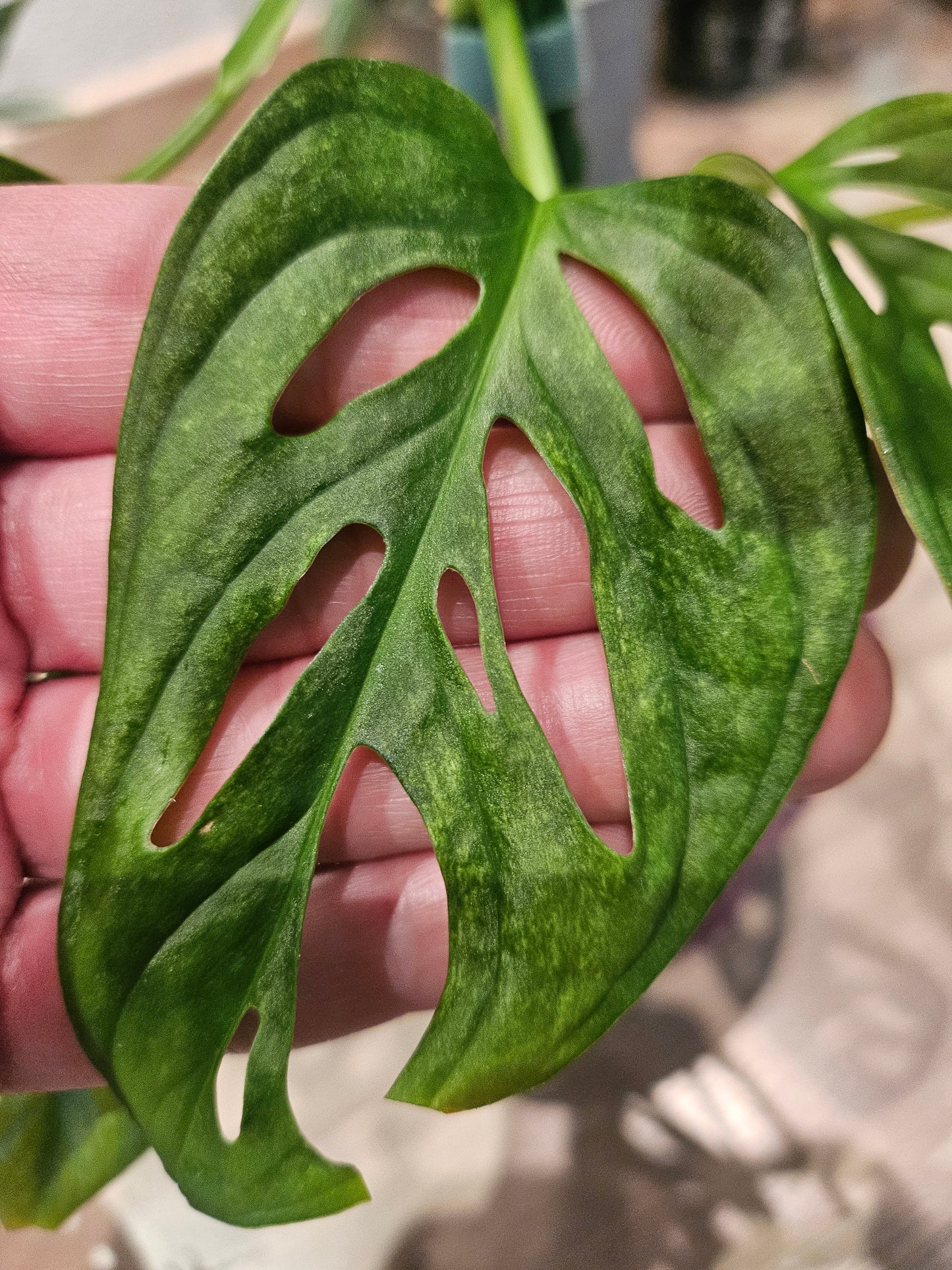 Monstera Adansonii mint variegata Pflanze inkl. Topf und Substrat