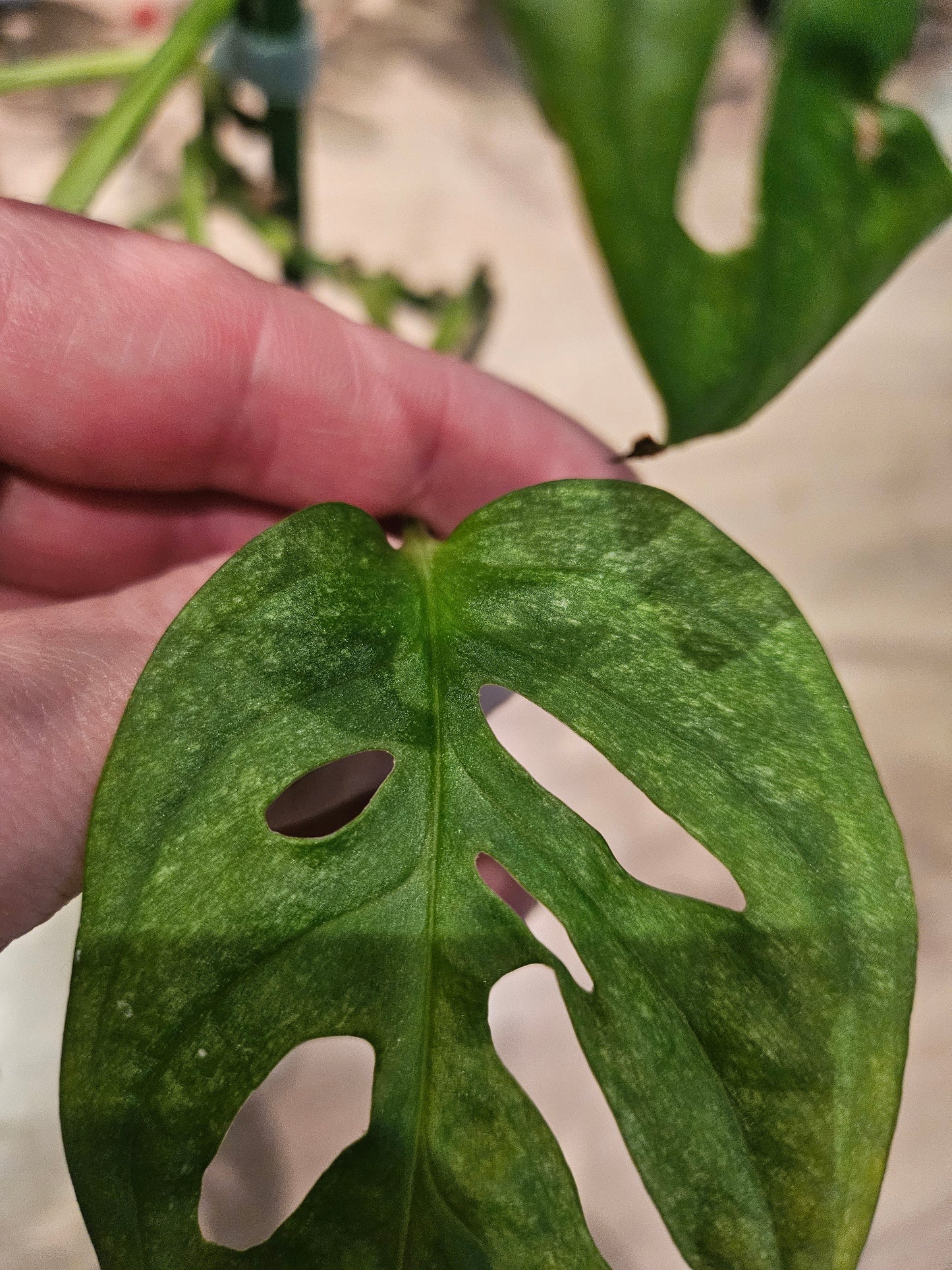 Monstera Adansonii mint variegata Pflanze inkl. Topf und Substrat