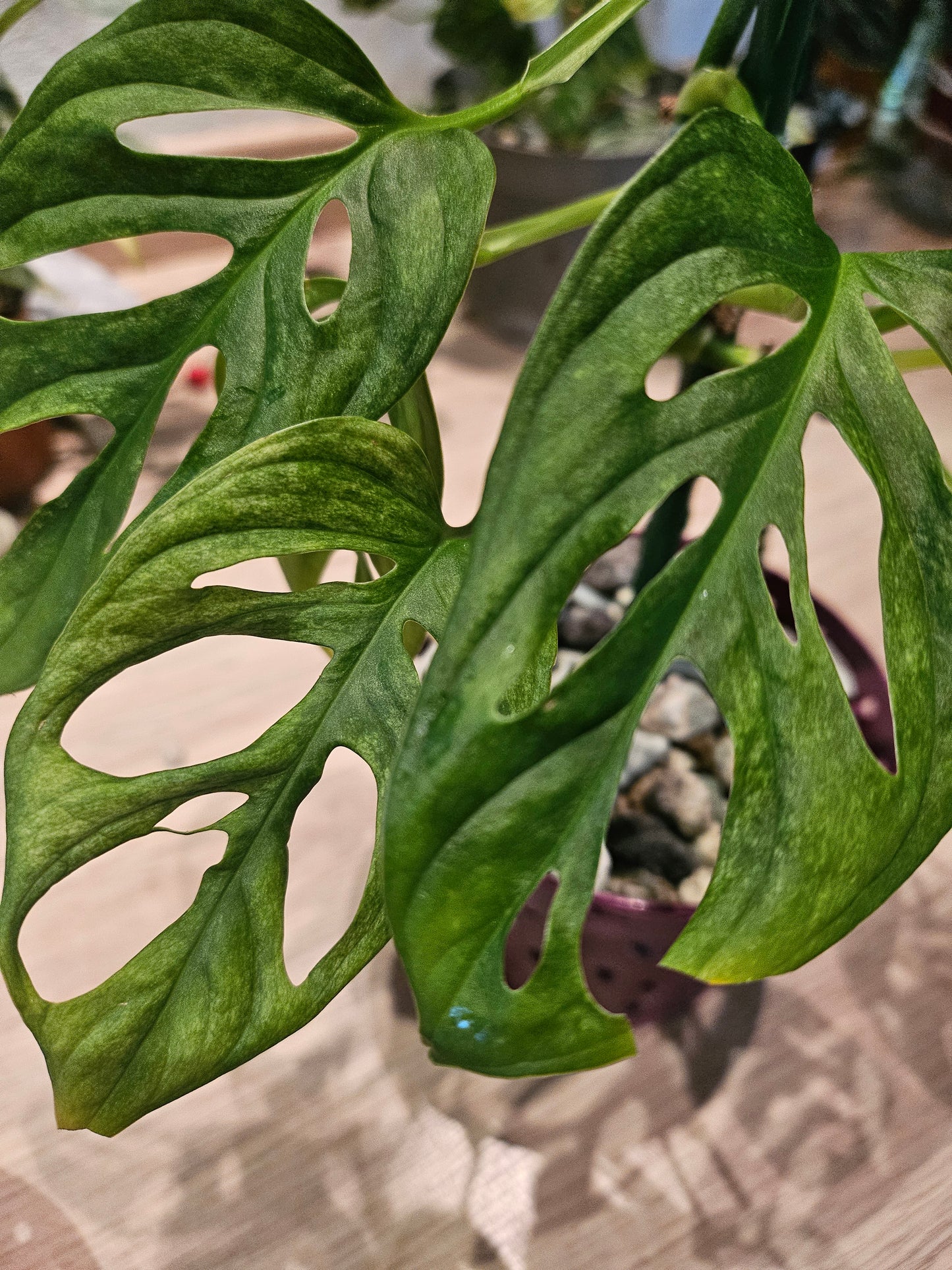 Monstera Adansonii mint variegata Pflanze inkl. Topf und Substrat