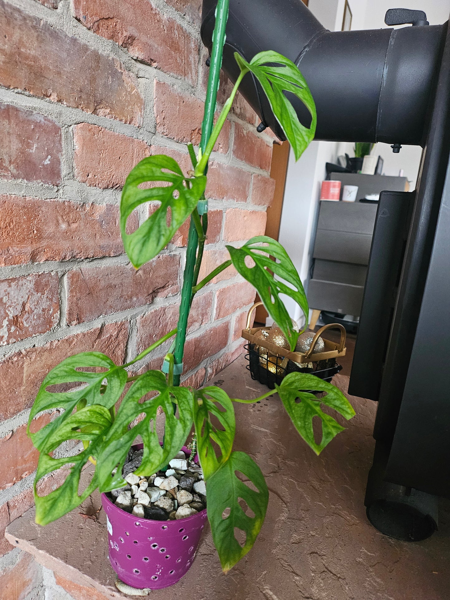 Monstera Adansonii mint variegata Pflanze inkl. Topf und Substrat